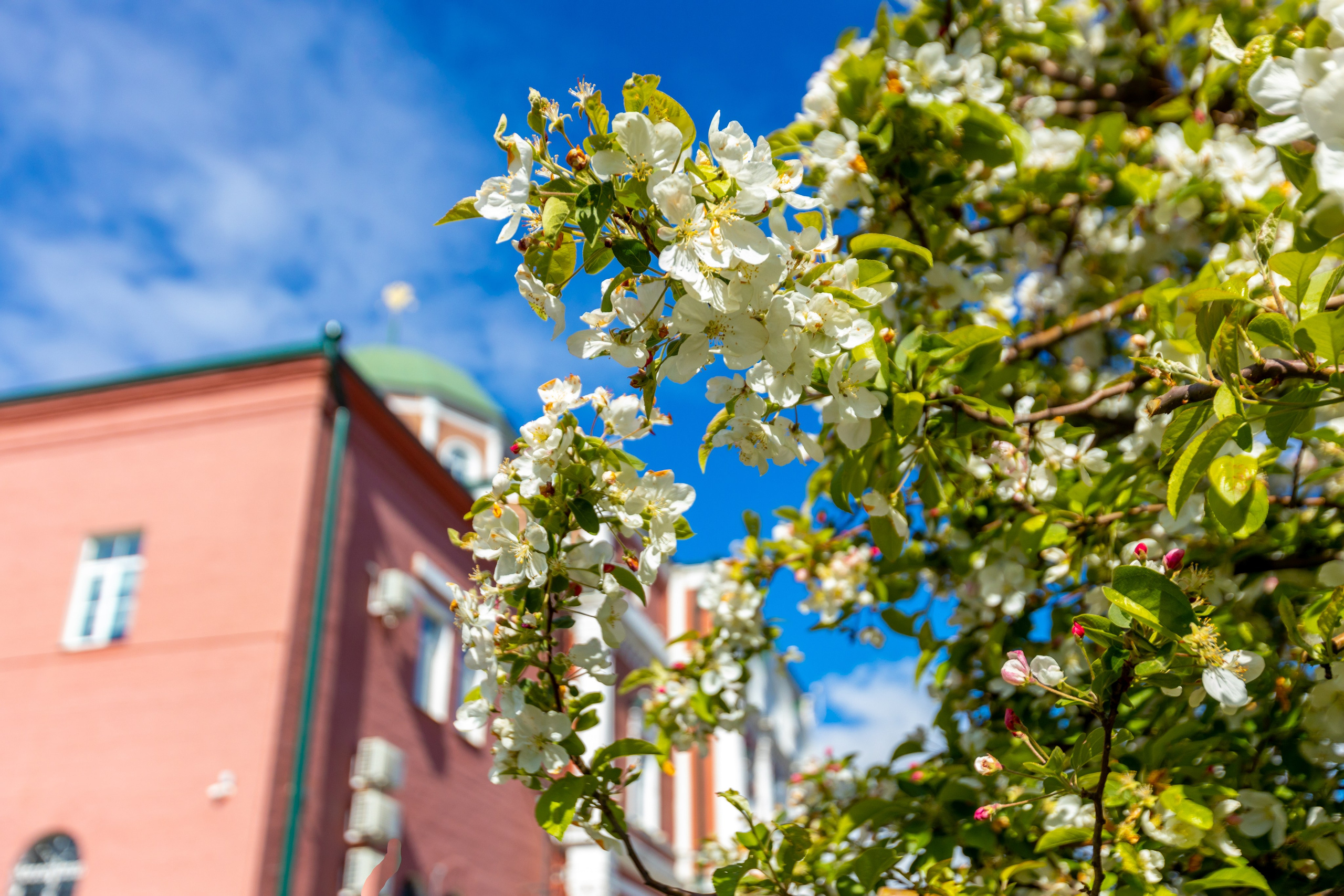 Весеннее цветение в Туле. Фотограф в Туле Крупский АнДРей. Фотостудия «КАДР71» в Туле