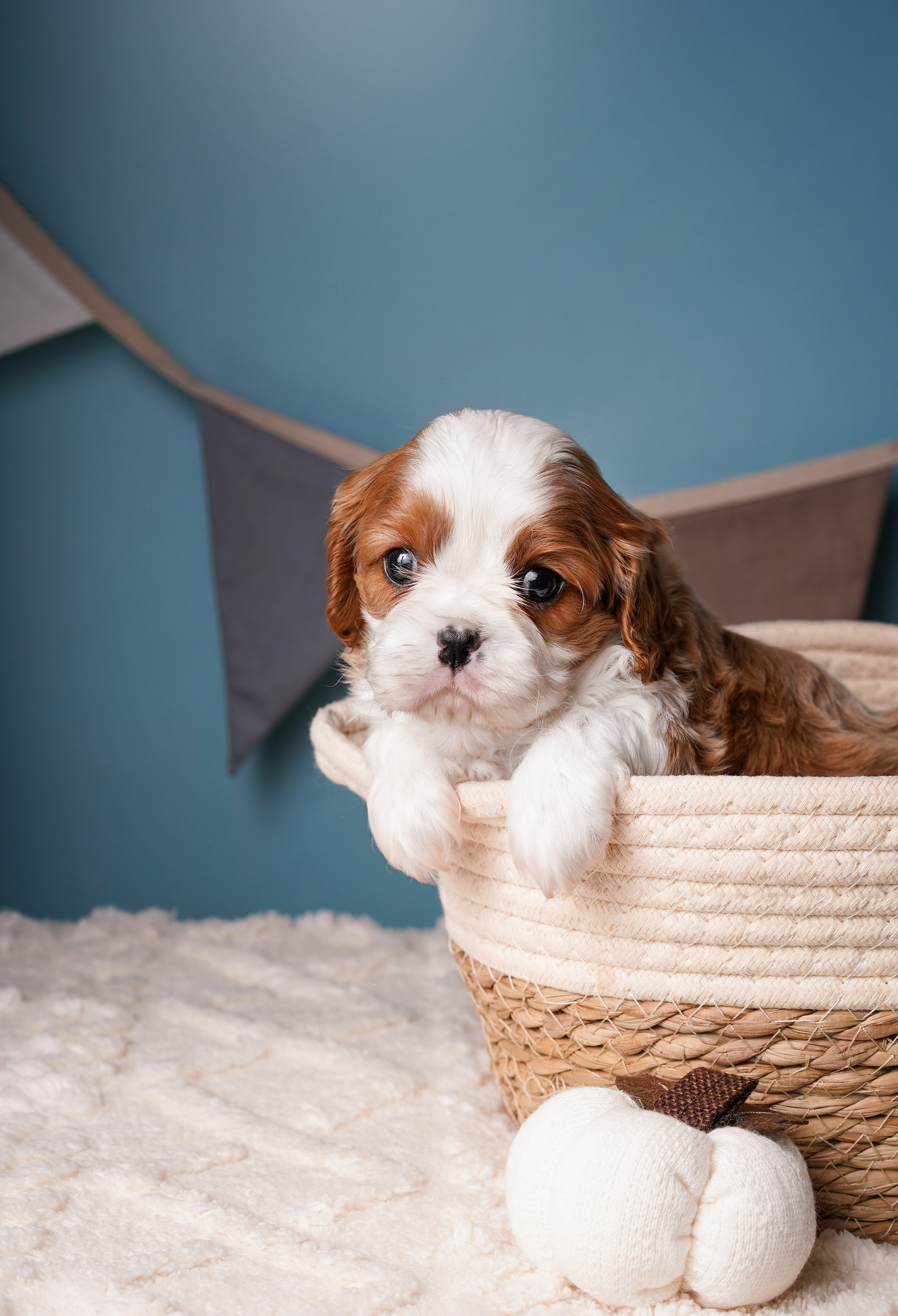 Щенки кавалера. Фотограф-анималист в Санкт-Петербурге Яна Мартынова