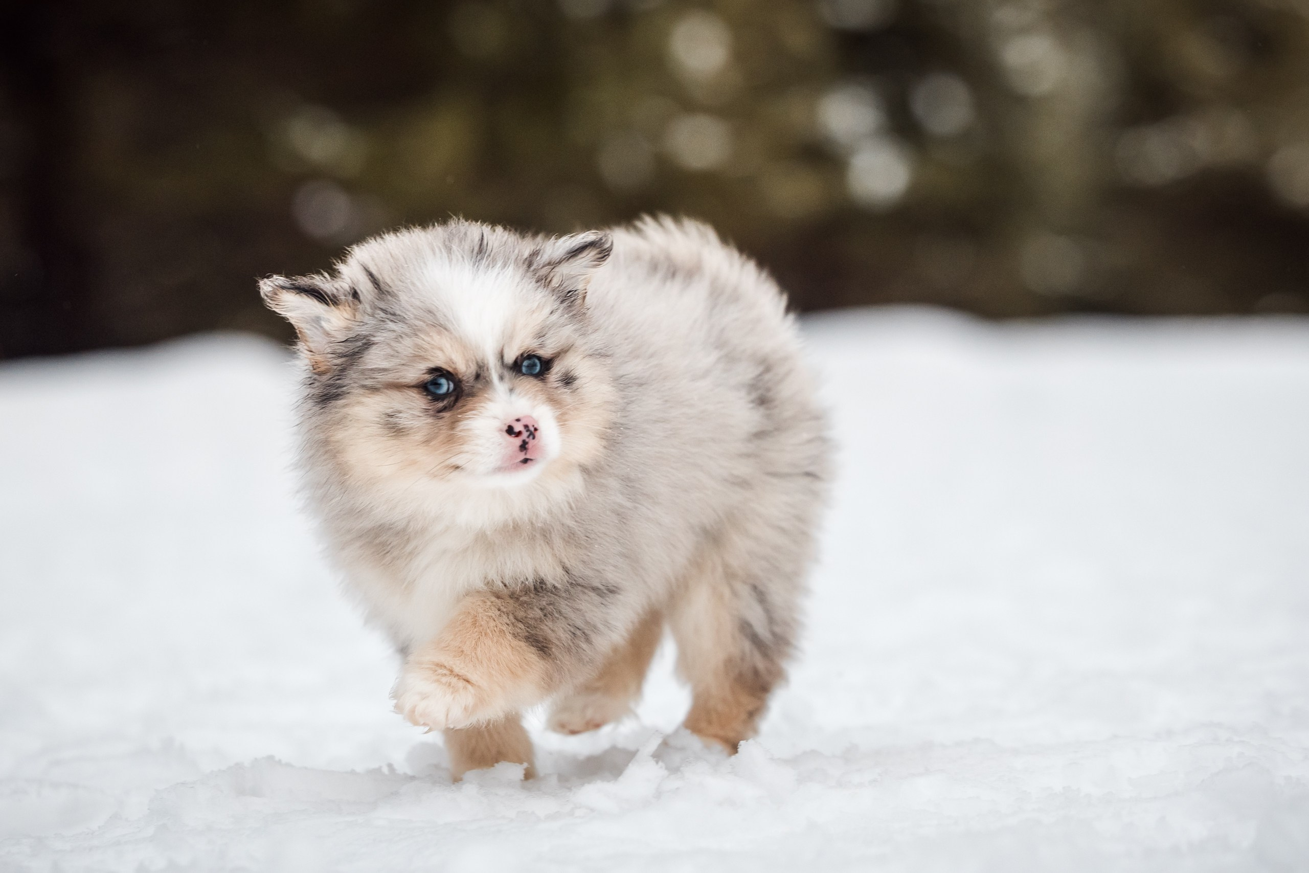 Фотосессии для животных. Denis Vychugzhanin Photo