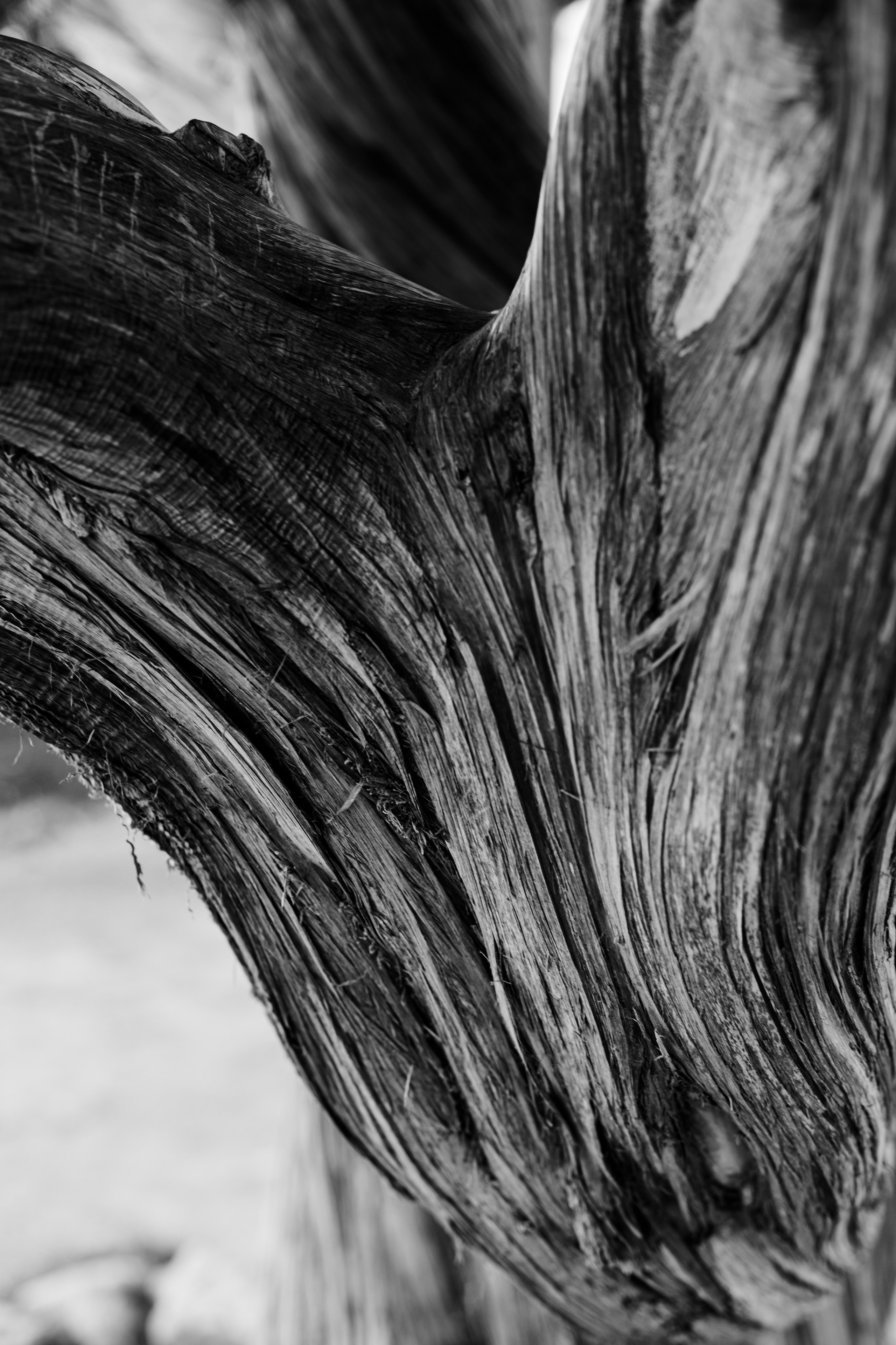 Portfolio. @beingabird.photography