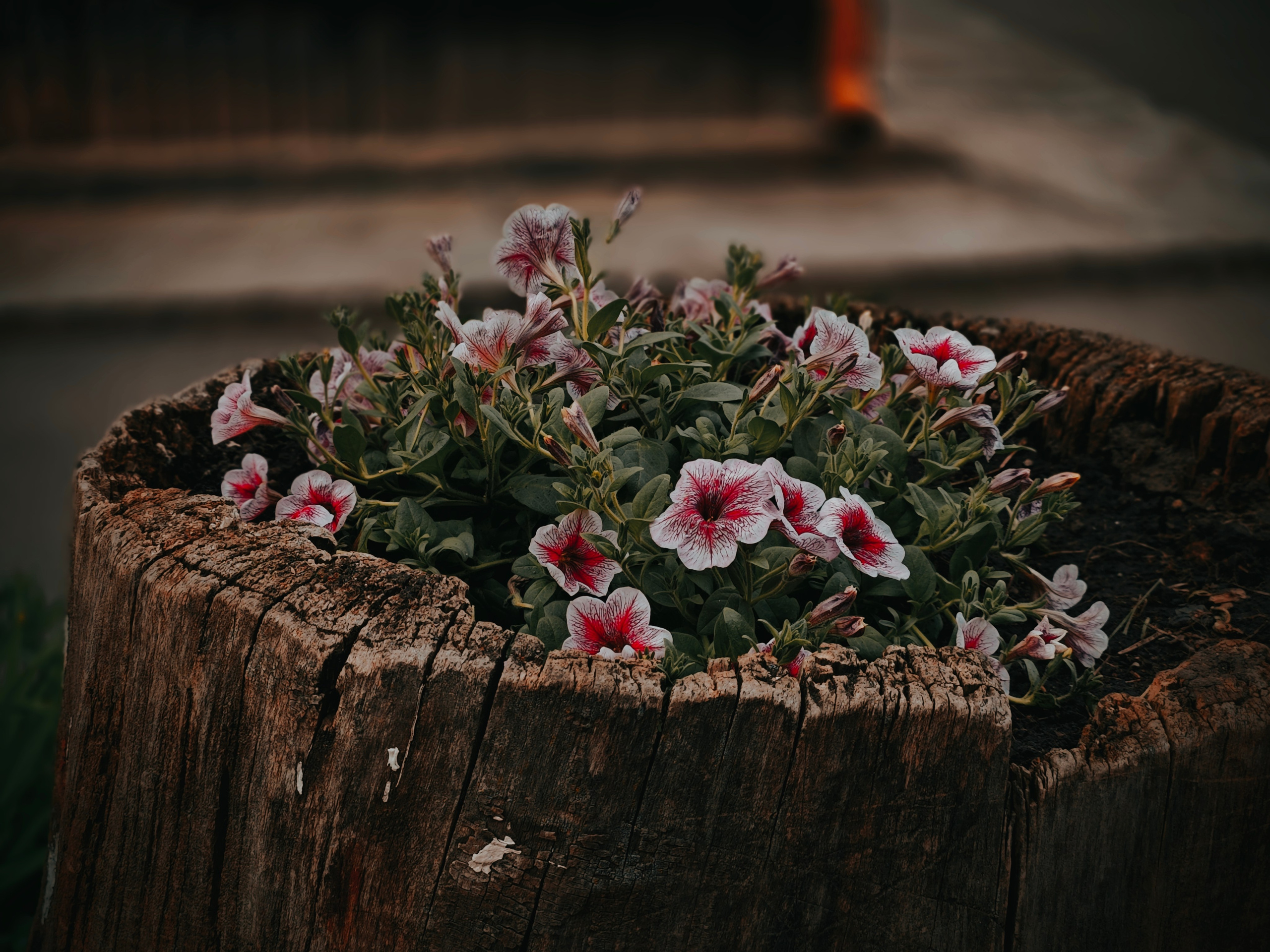 Органный зал. Игорь Урывский. Фотограф Красноярск