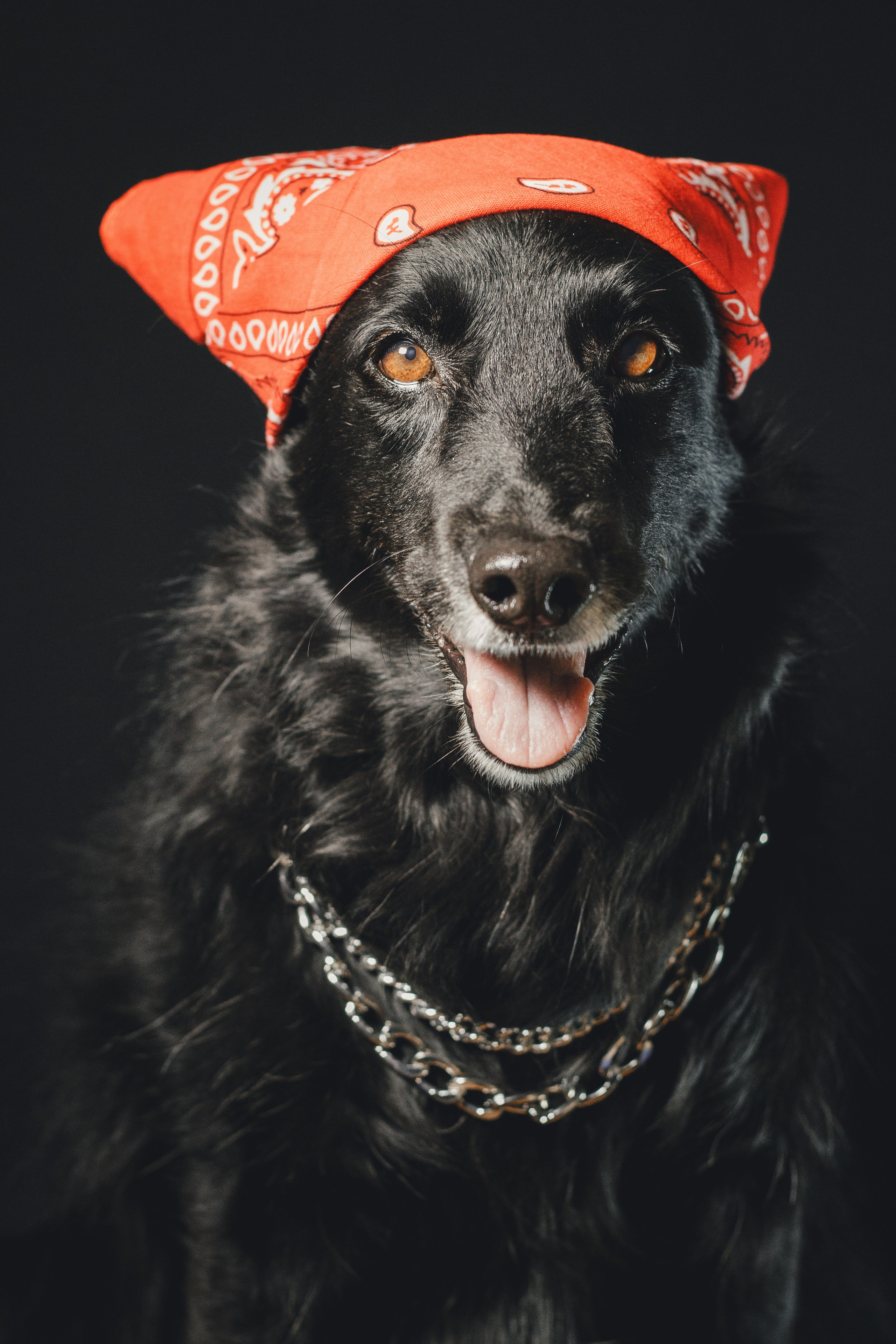 Ваши фотографии. Фотограф анималист Осипчикова Мария