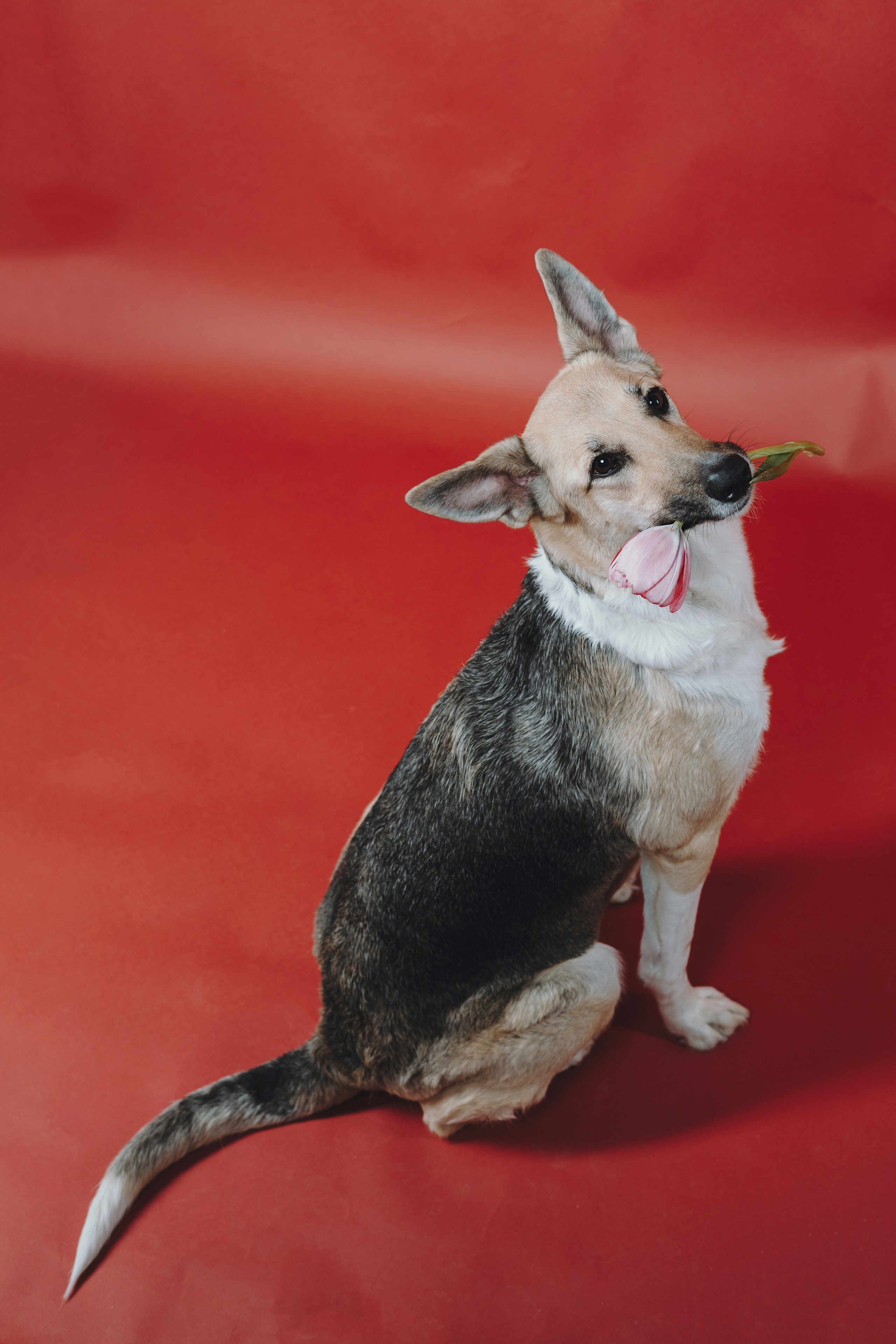 Анна и Бейлис. Фотограф — анималист Владивосток, Алина