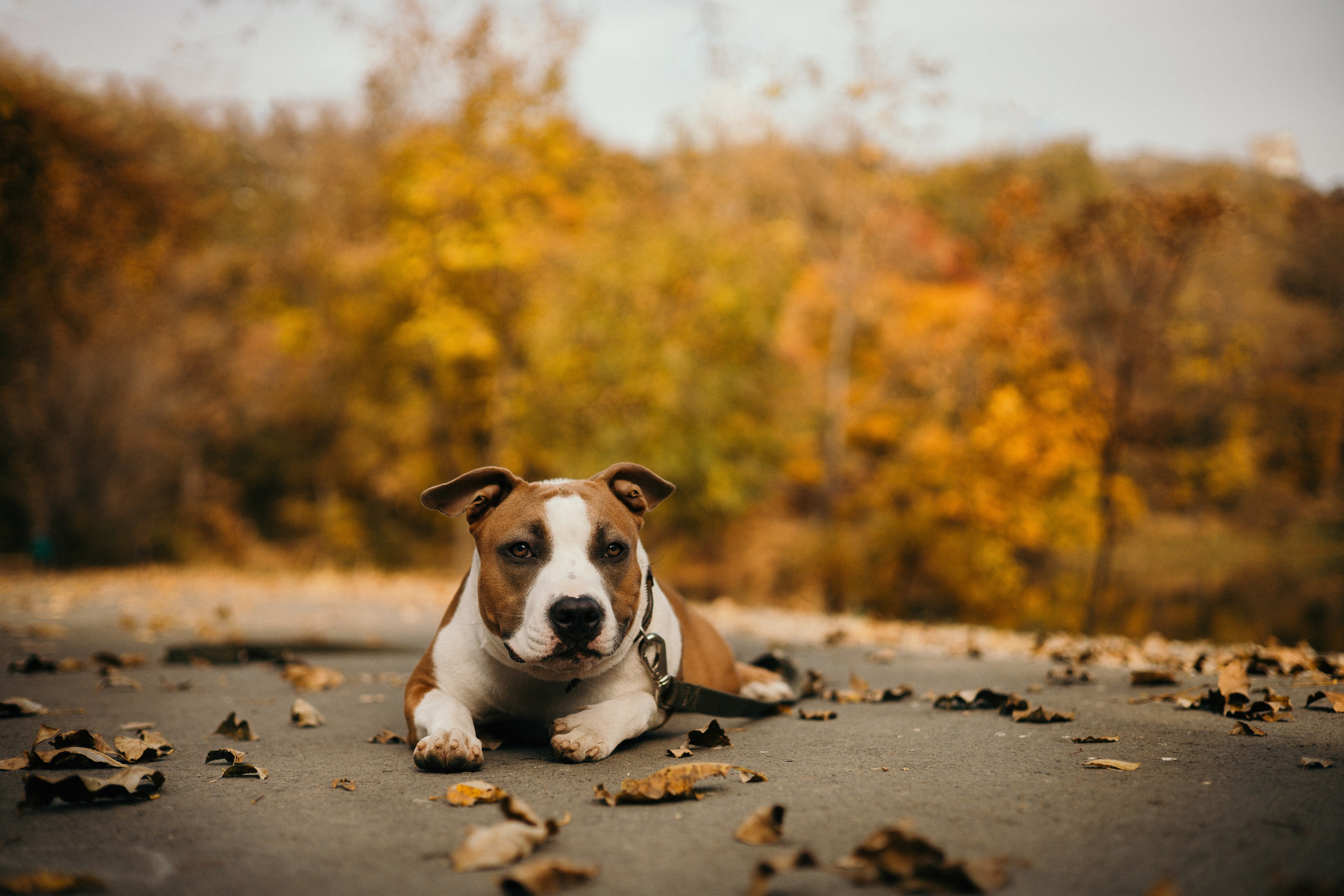 Лаффи и ее семья. Фотограф — анималист Владивосток, Алина