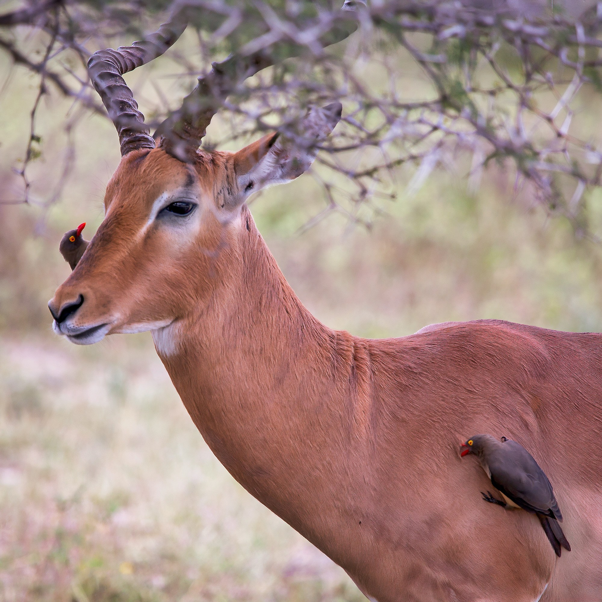 Сафари (ЮАР). Фотограф Владимир Остапенко