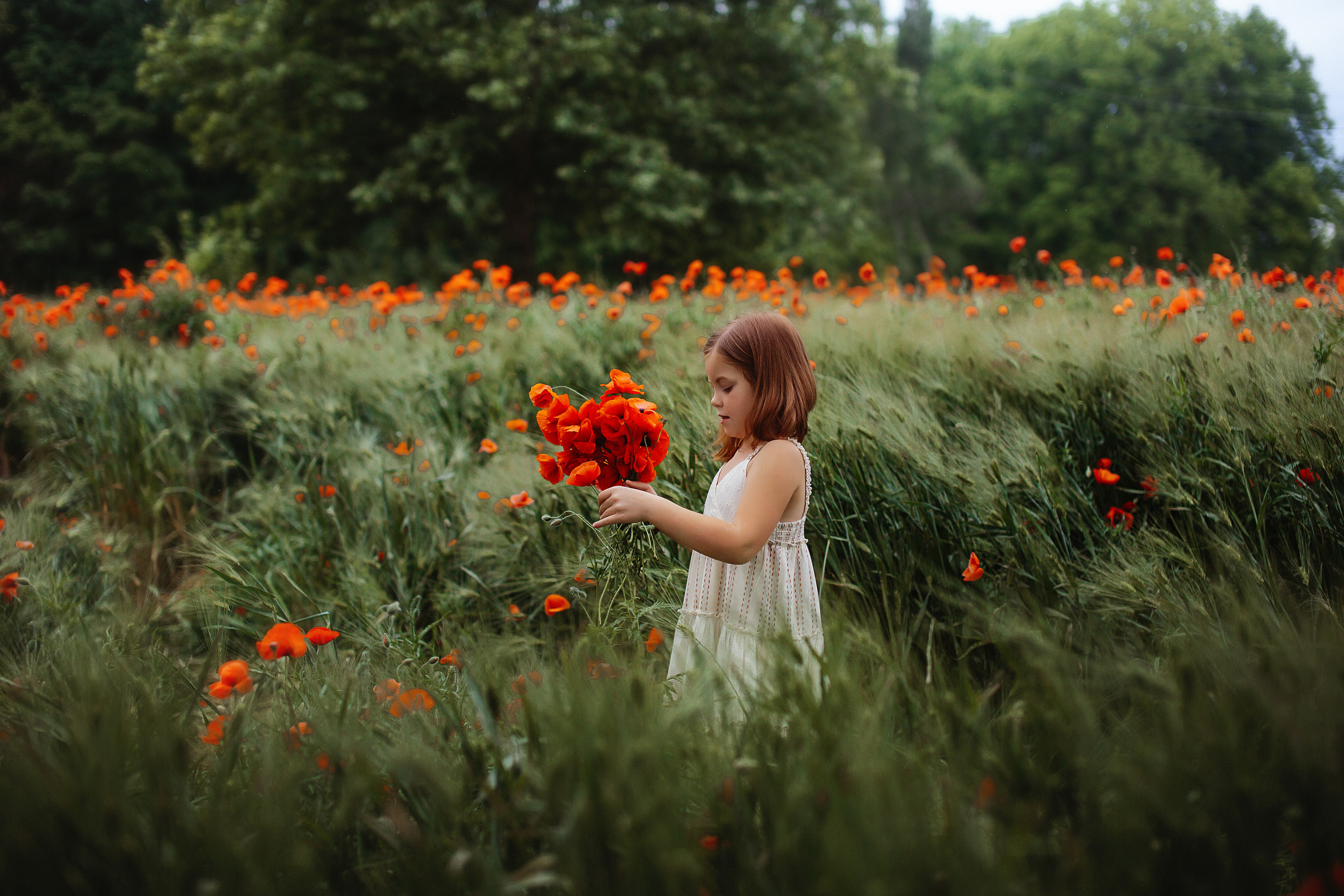 Фотосессия в маковом поле. Свадебный и семейный фотограф/видеограф в Краснодаре Наталья Осинская