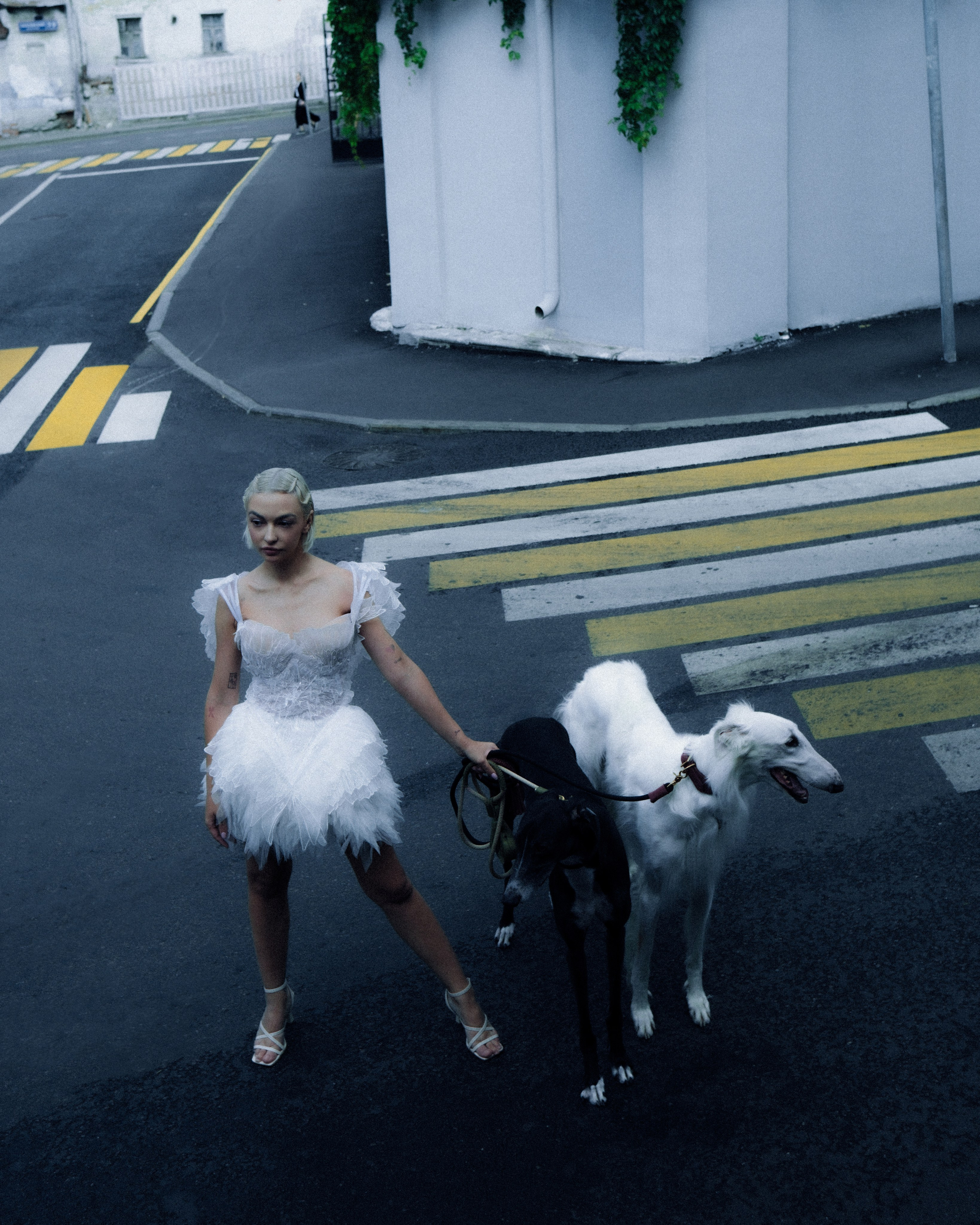 Dogbar. Dariaegudina.ru