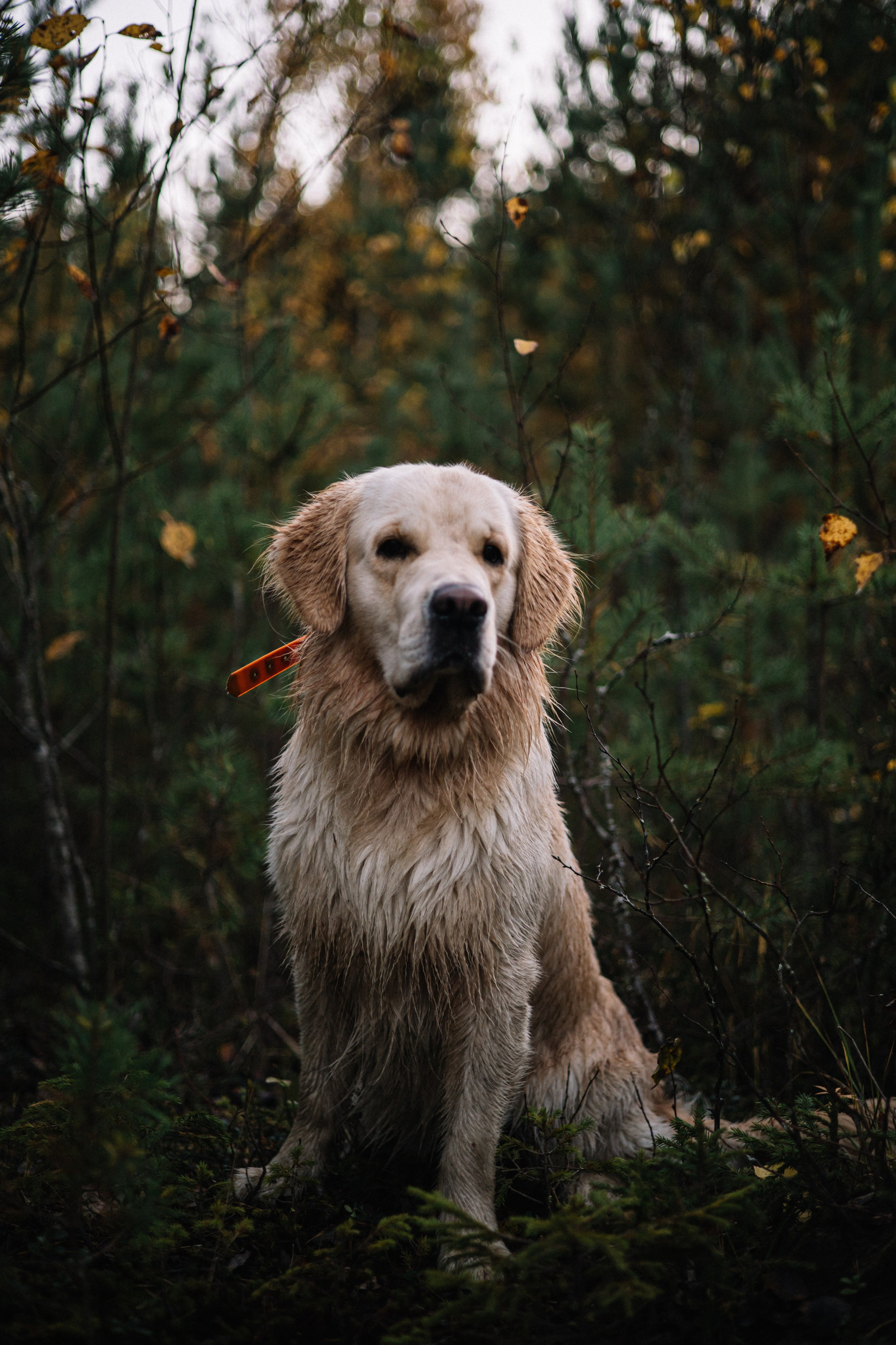 Для охотника