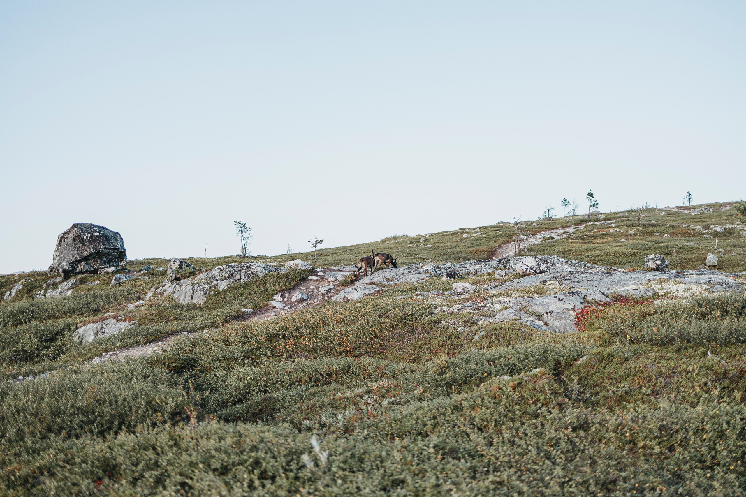 Горы. Фотограф-анималист Анна Маринич