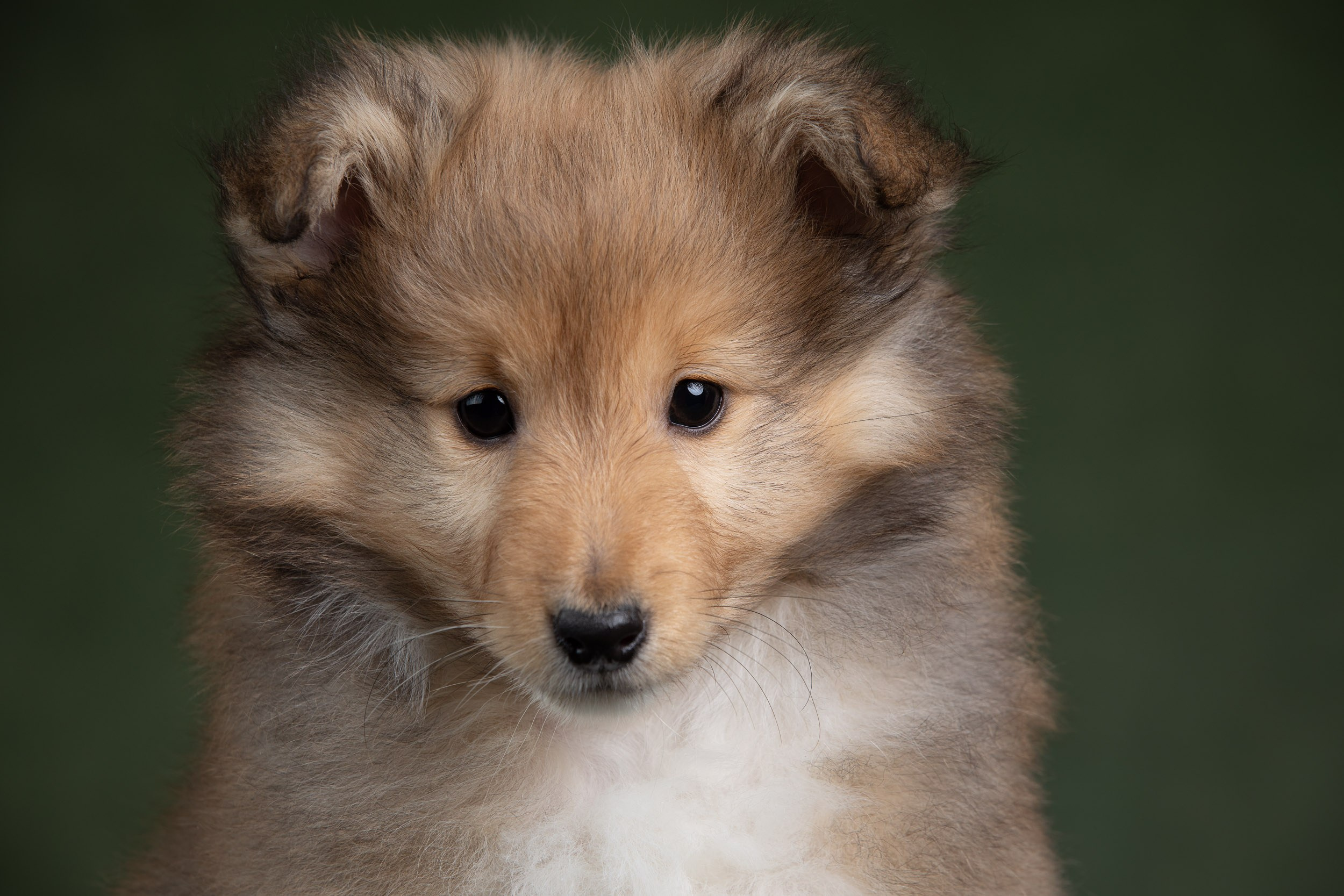 Помет щенков в 2 месяца. Фотограф-анималист в Москве и Московской области Татьяна Фролова