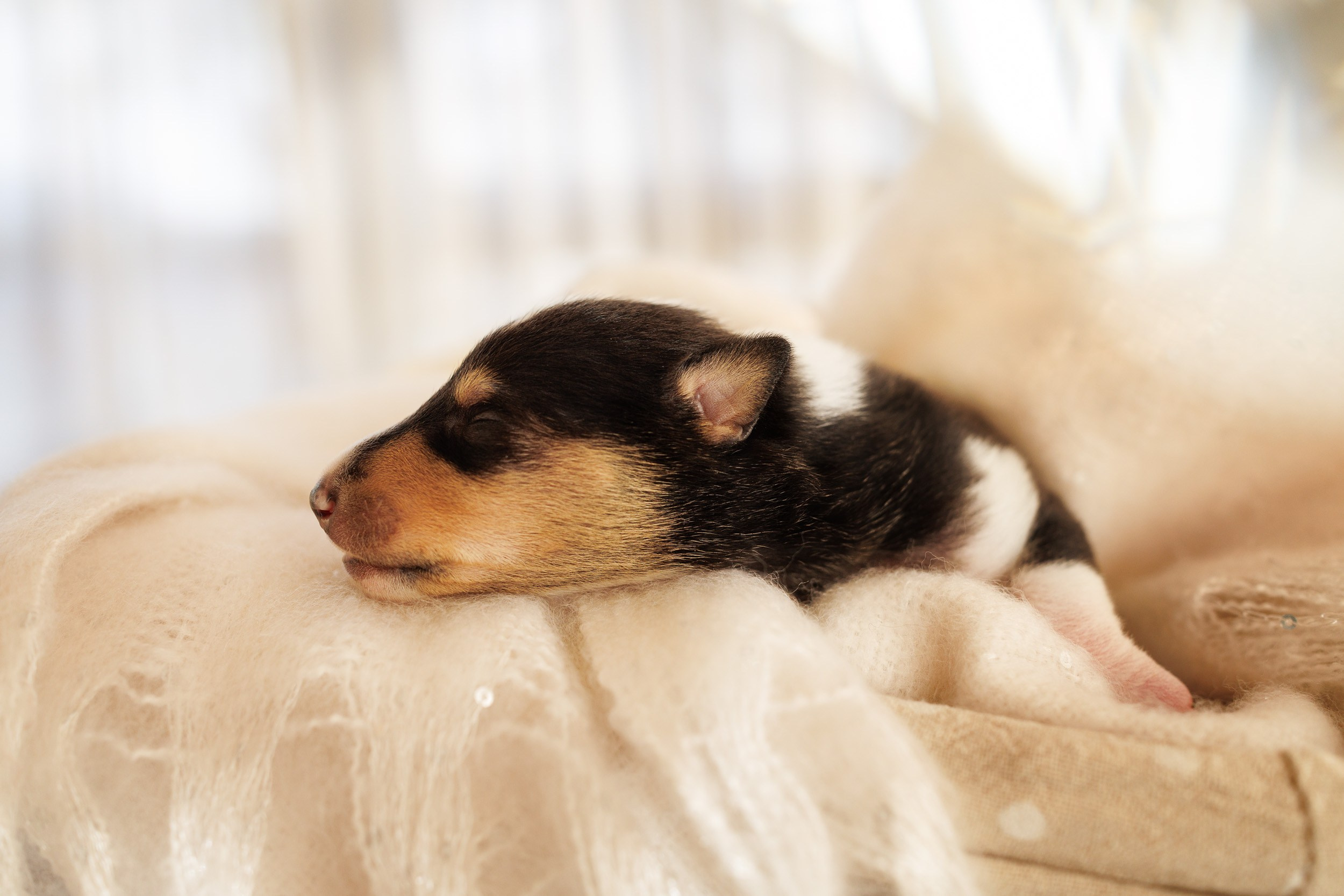 Короткошерстные колли в 2 недели. Фотограф-анималист в Москве и Московской области Татьяна Фролова