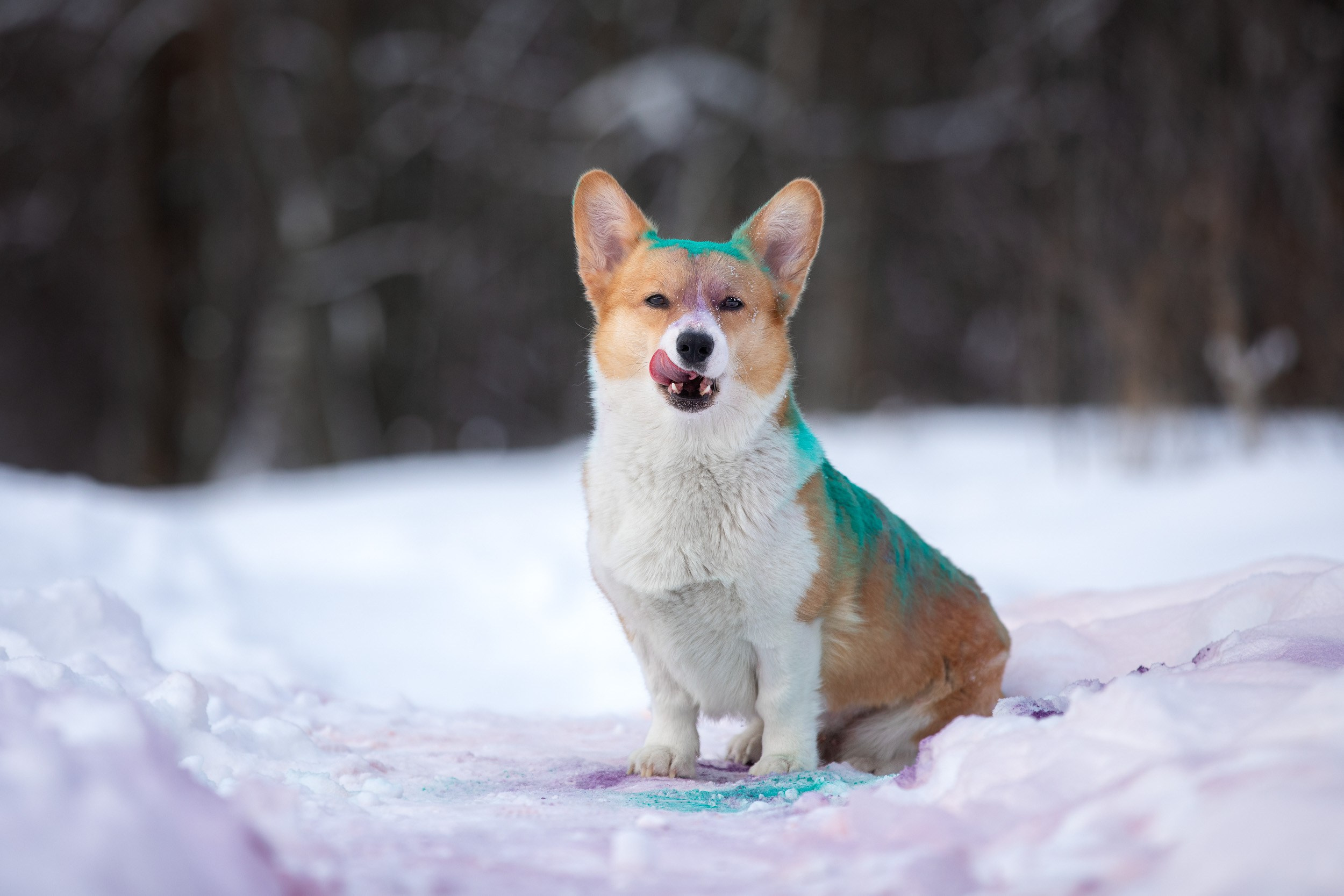 Творческая съемка собаки с красками холи. Фотограф-анималист в Москве и Московской области Татьяна Фролова