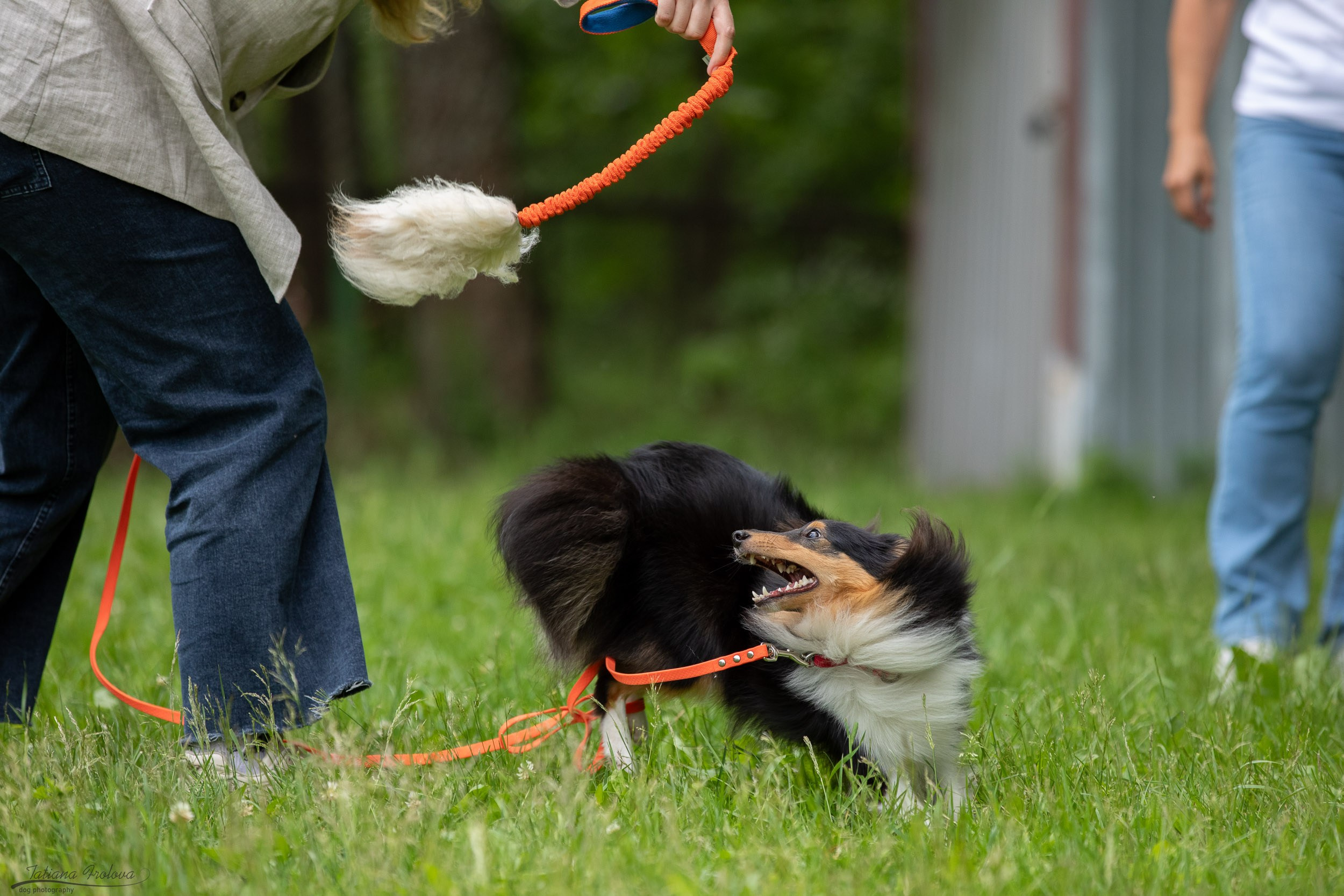 Репортаж с выводки молодняка колли/шелти в Ясенево. Фотограф-анималист в Москве и Московской области Татьяна Фролова