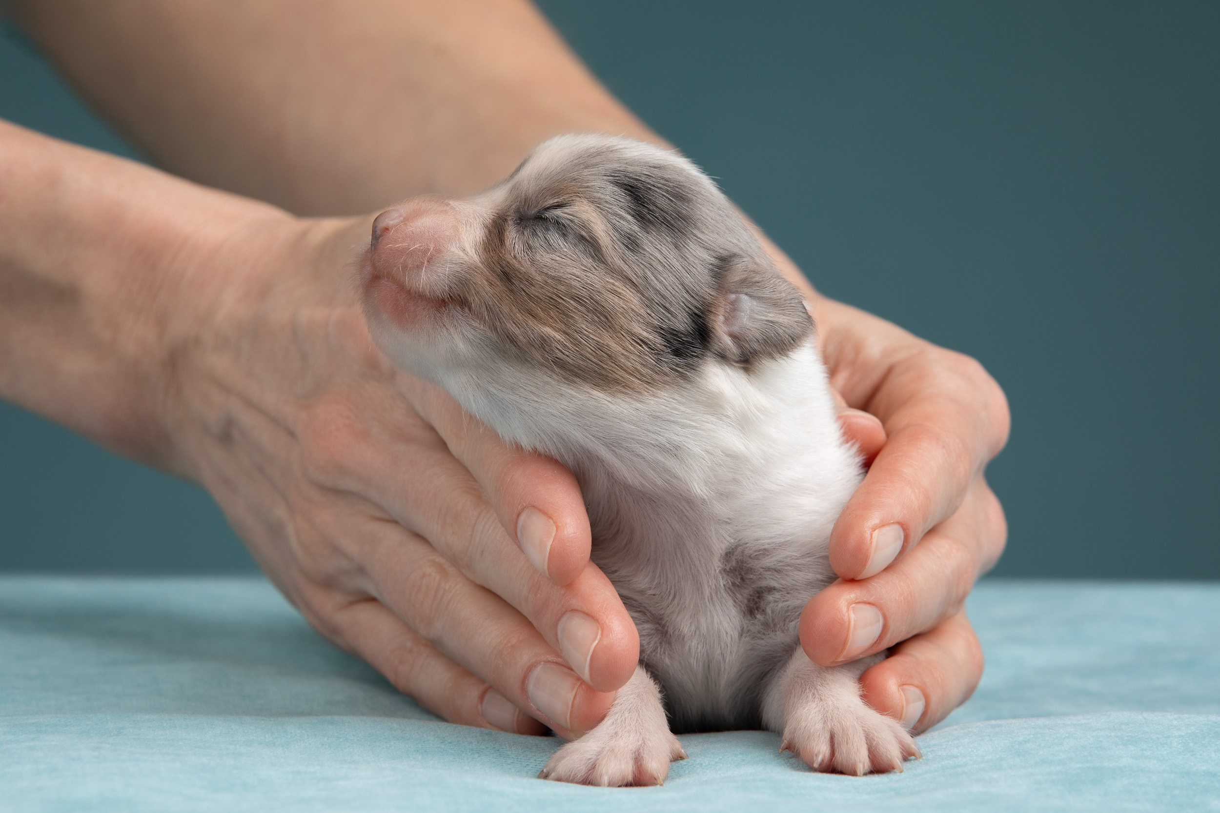 Ньюборн фотосъемка для помета вельш корги кардиганов. Фотограф-анималист в Москве и Московской области Татьяна Фролова