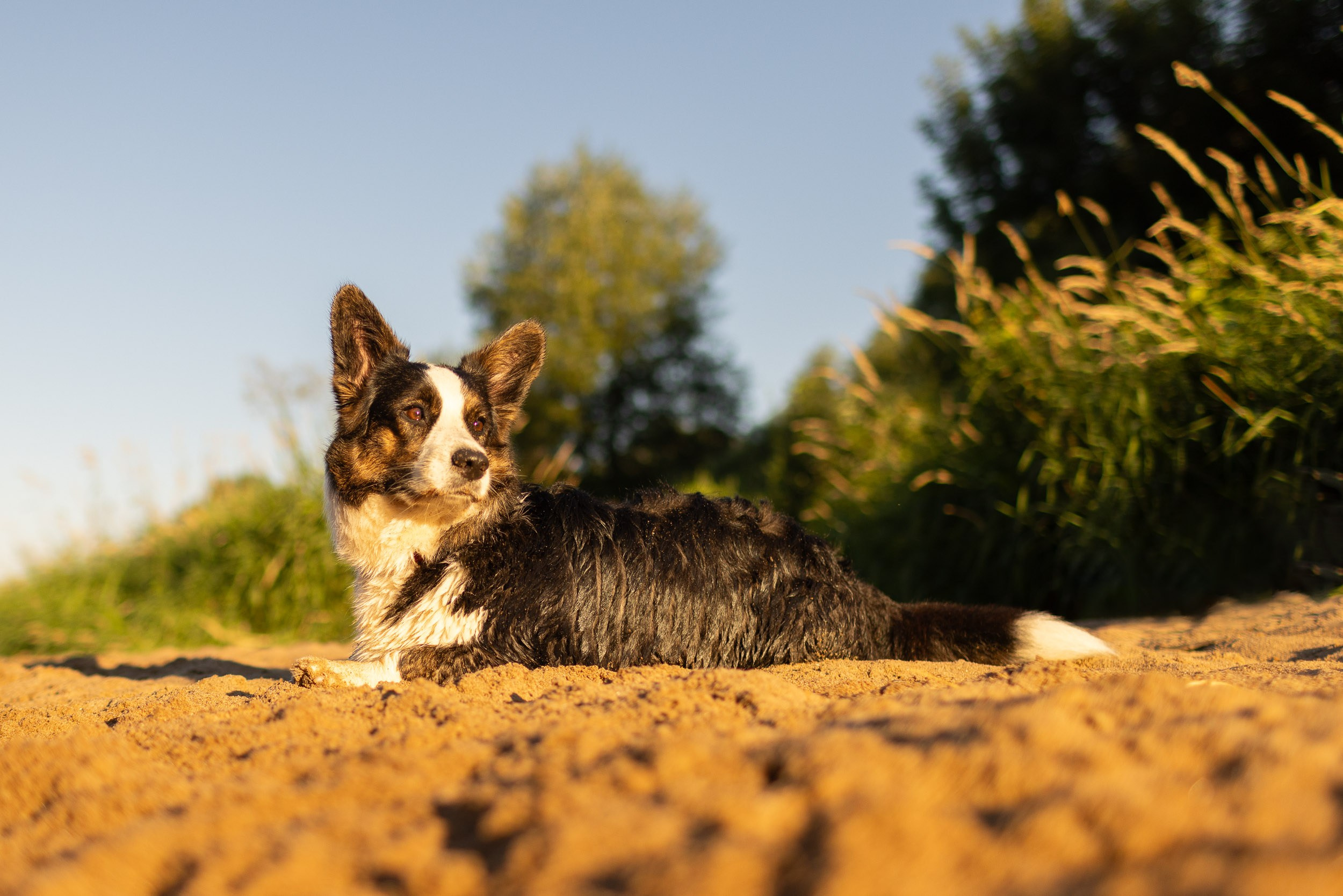 Купание щенков в стиле лайфстайл. Фотограф-анималист в Москве и Московской области Татьяна Фролова