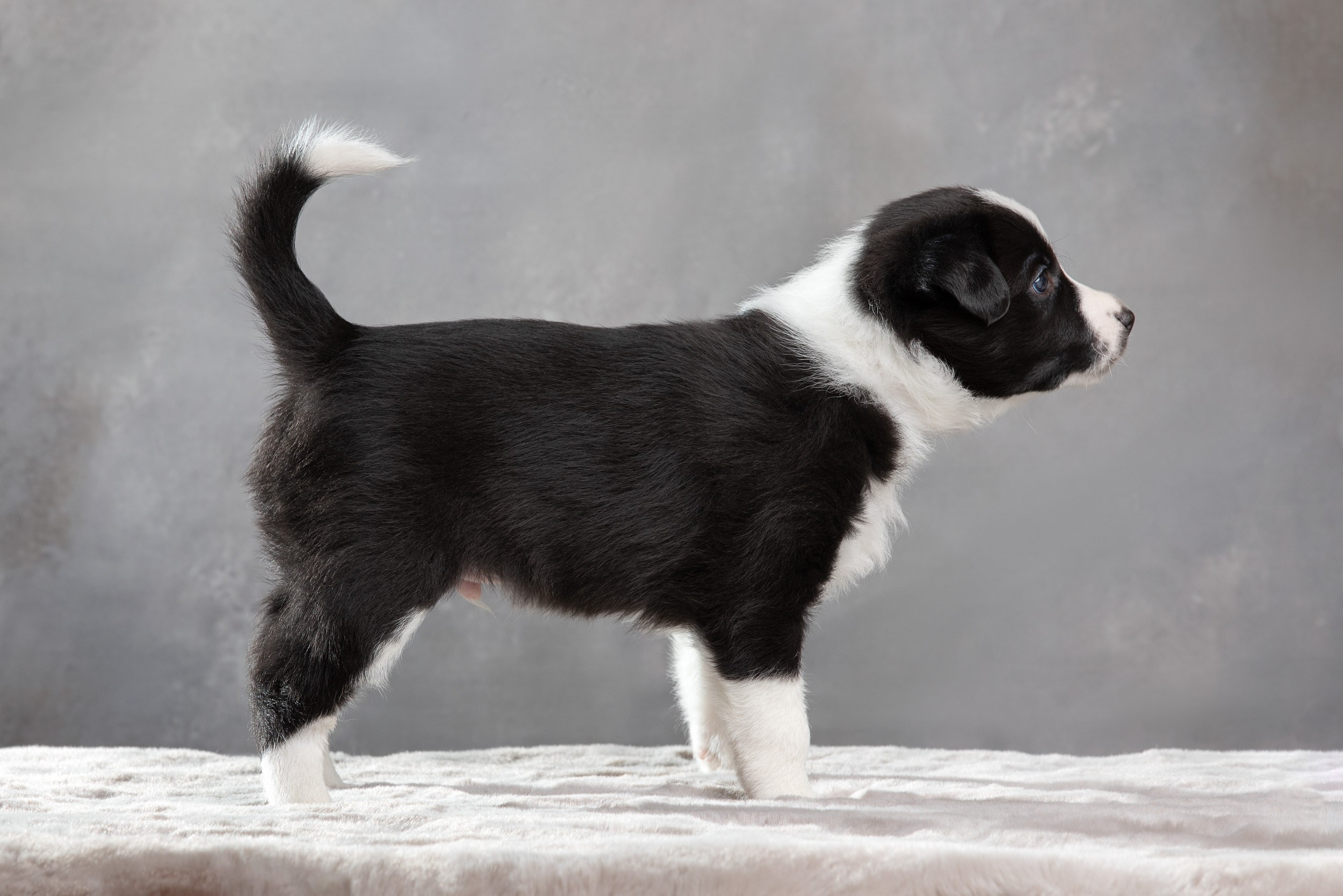 Фотосет помёта щенков для заводчиков. Фотограф-анималист в Москве и Московской области Татьяна Фролова