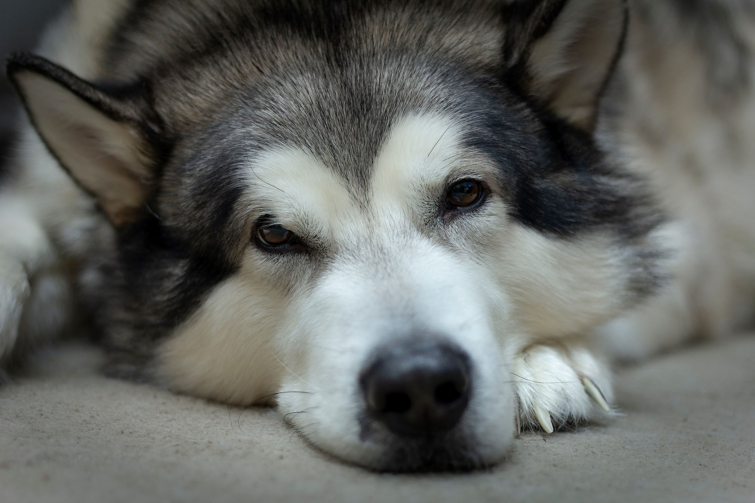 Мои маламуты.Тесей. Лев Постнов.Фотограф. Нижний Новгород