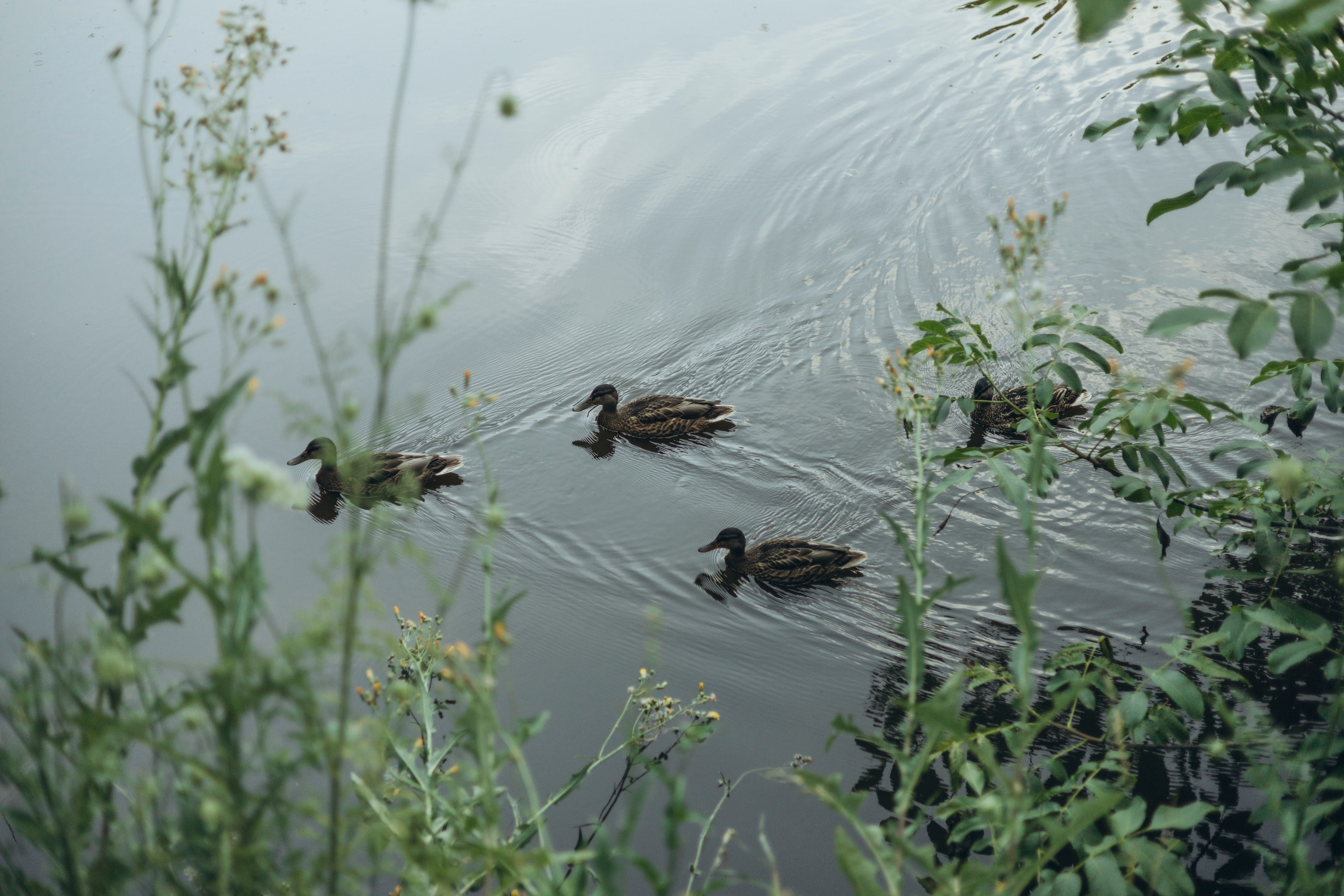 Кристина. Майорова Валерия Фотограф Ставрополь