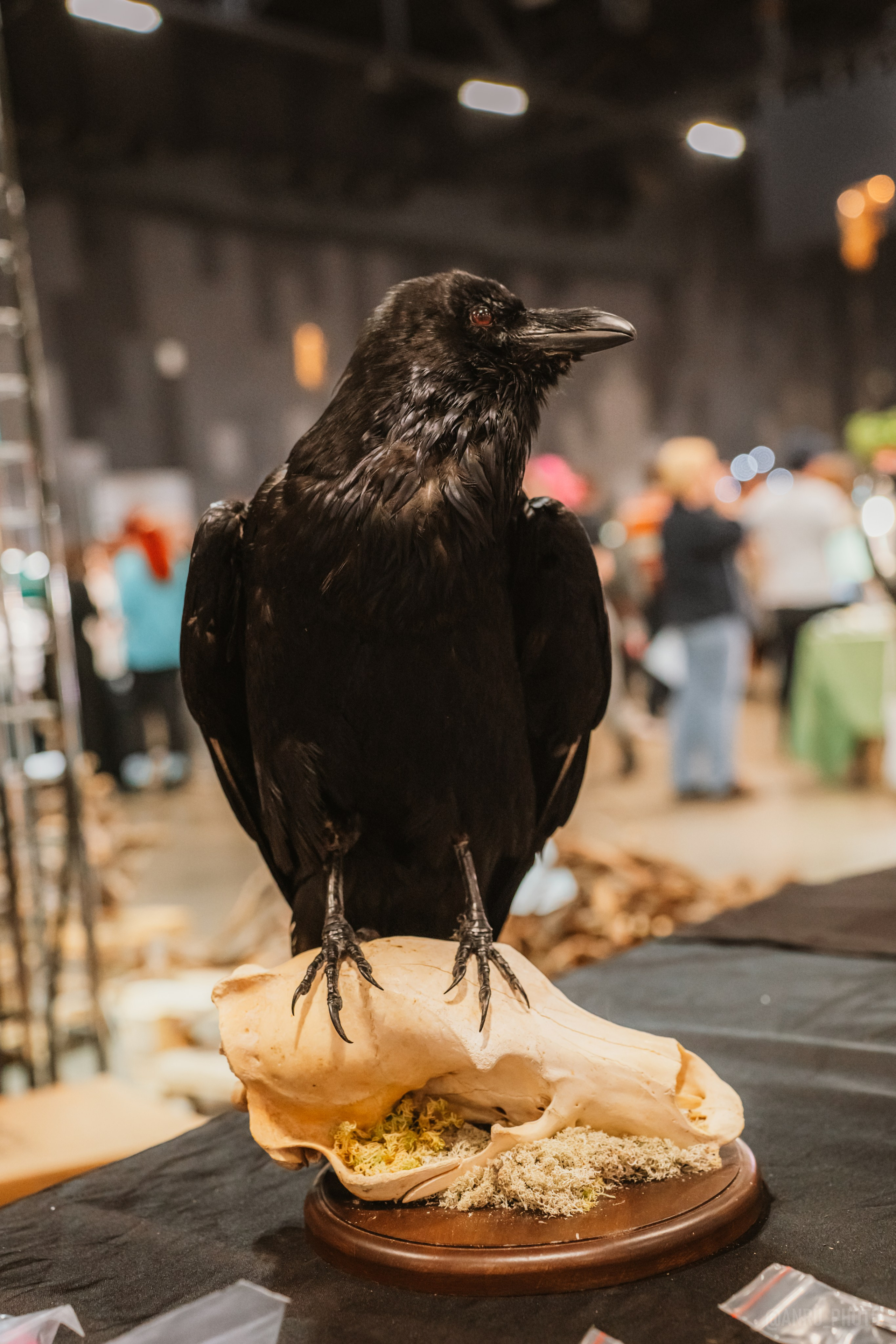 Рептилиум (ручная работа). Репортажный фотограф Анастасия Рубцова