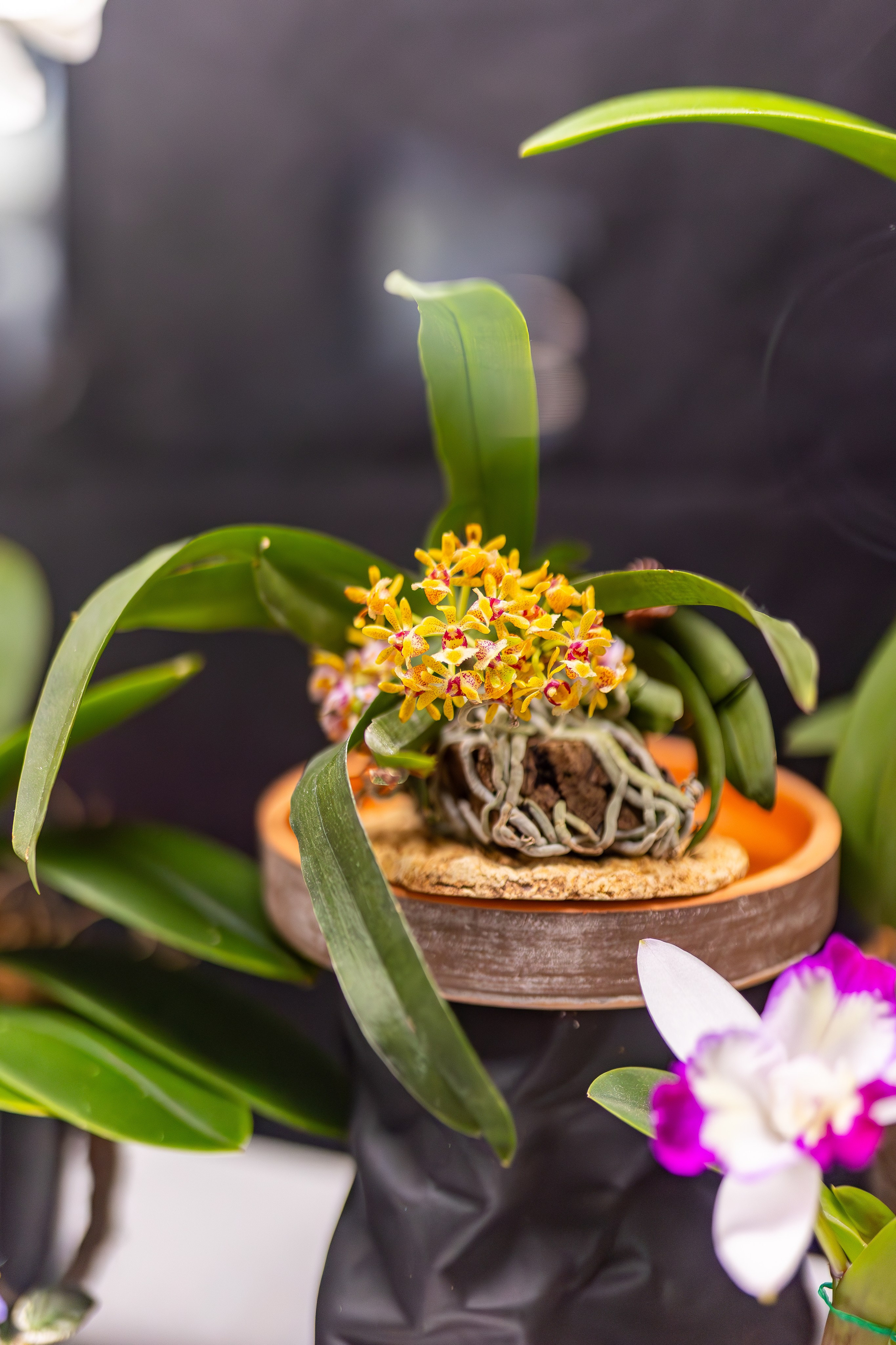 Орхидиум сентябрь 2025. Александра Куликова фотограф, Москва