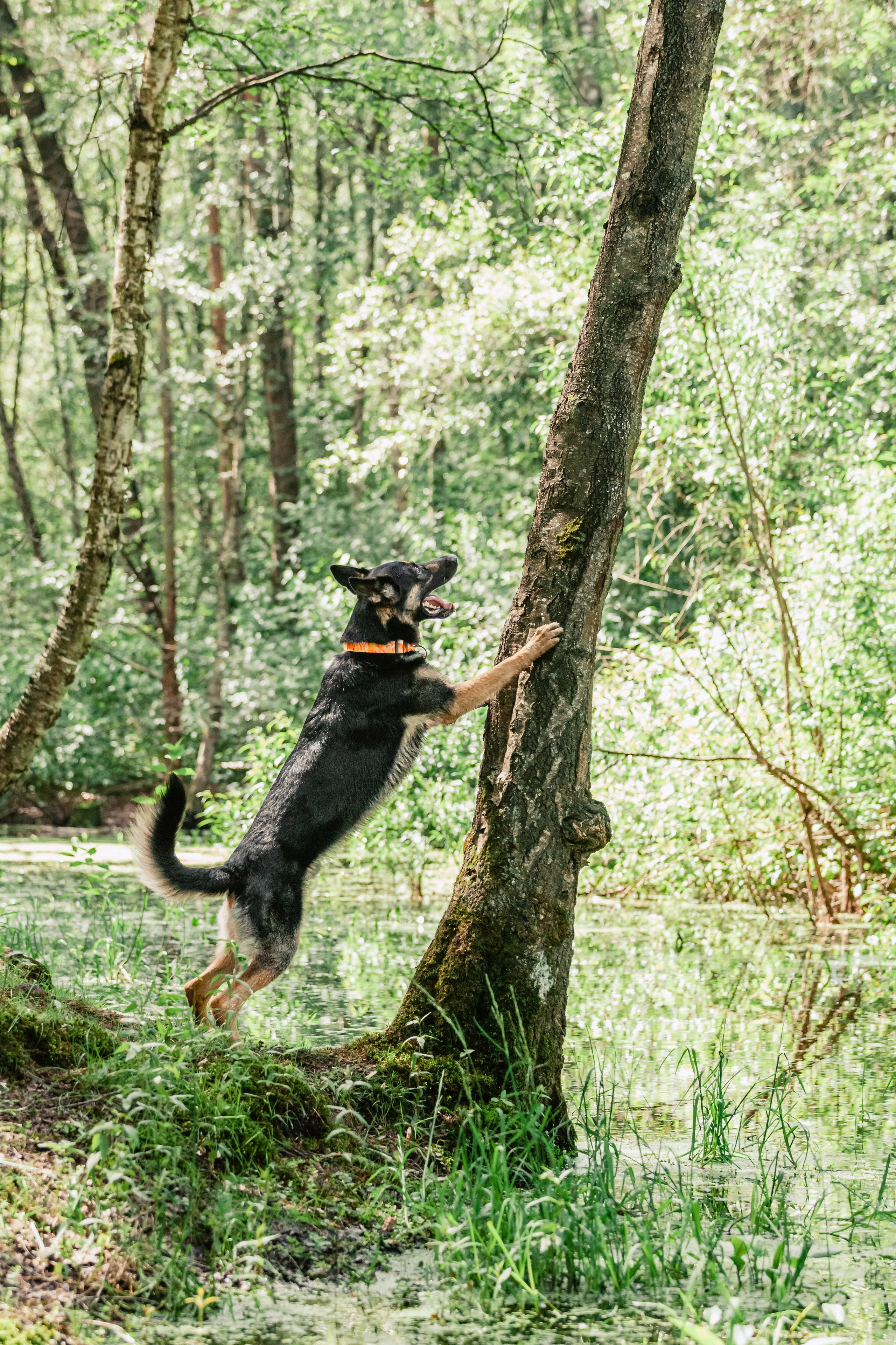 Лесная летняя фотопрогулка. Фотограф-анималист Татьяна Степанова