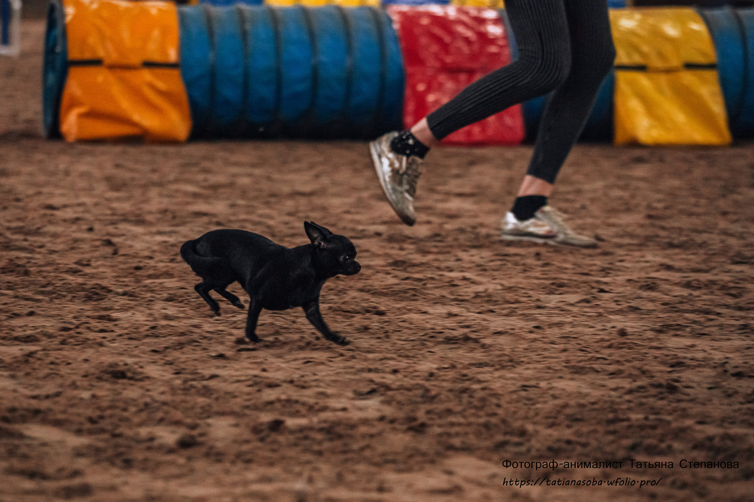 Соревнования по Аджилити 25.02.2024. Фотограф-анималист Татьяна Степанова