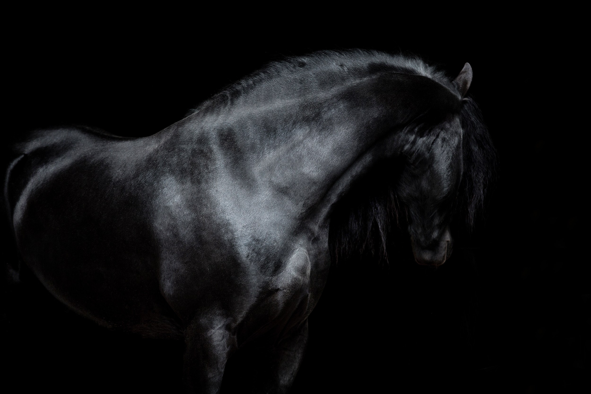 Лошади. Фотограф-анималист Юлия Удовенко