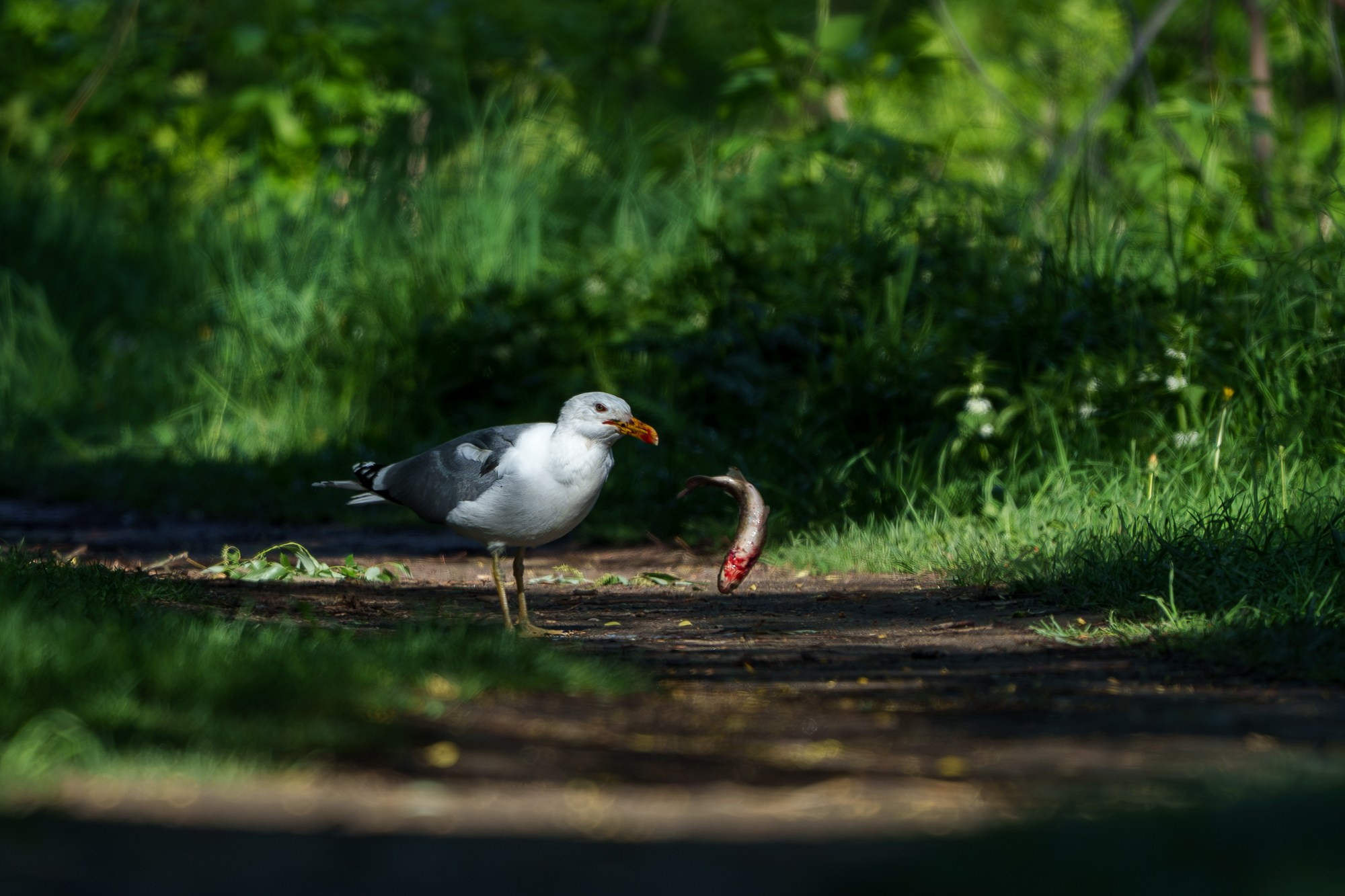 Удивительные мир птиц. Вокруг нас столько прекрасного — присмотритесь!. Ваш личный фотограф Марина Волкова
