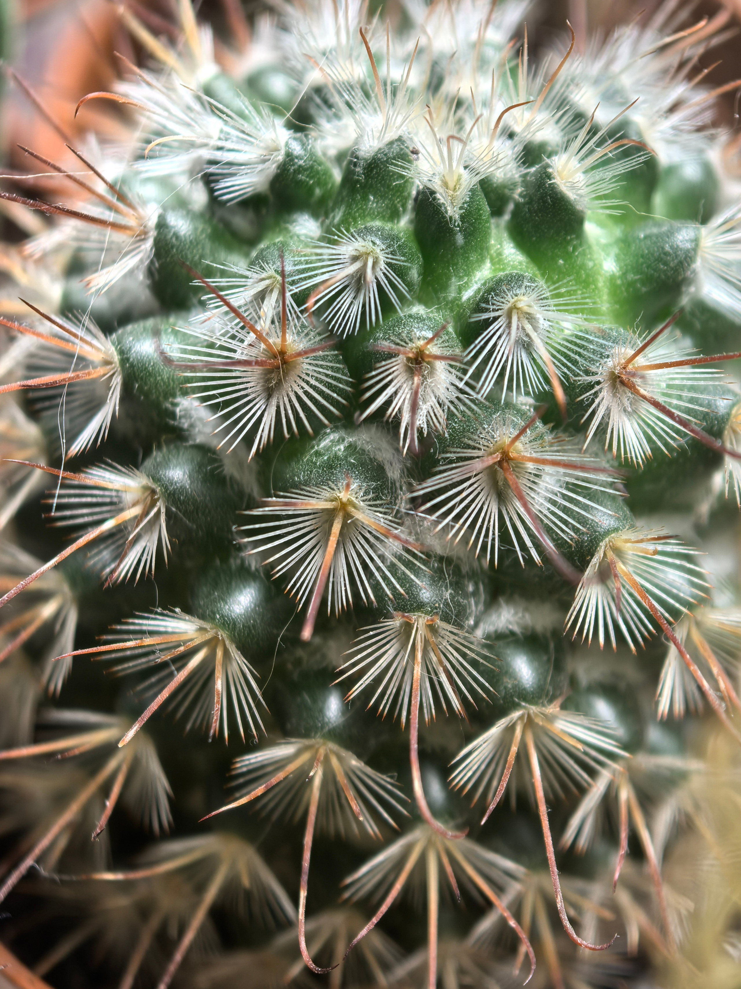 ПочтиМАКРО. Школьные выпускные альбомы в Москве Марина Николаева