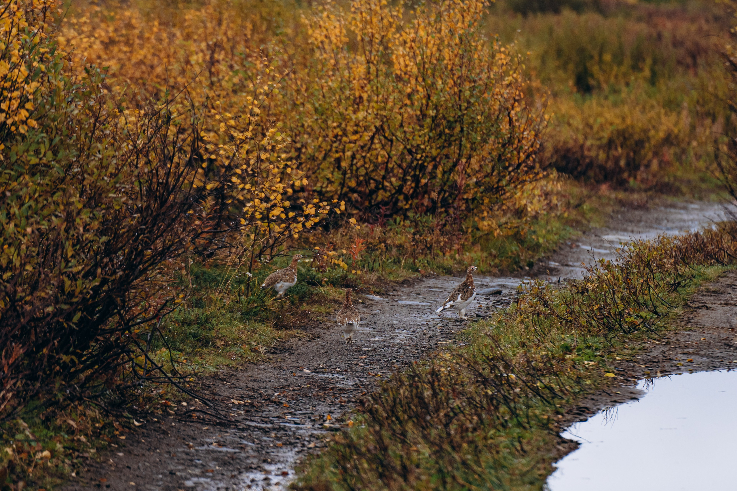 СЕВЕР. Event фотограф Степанова Александра