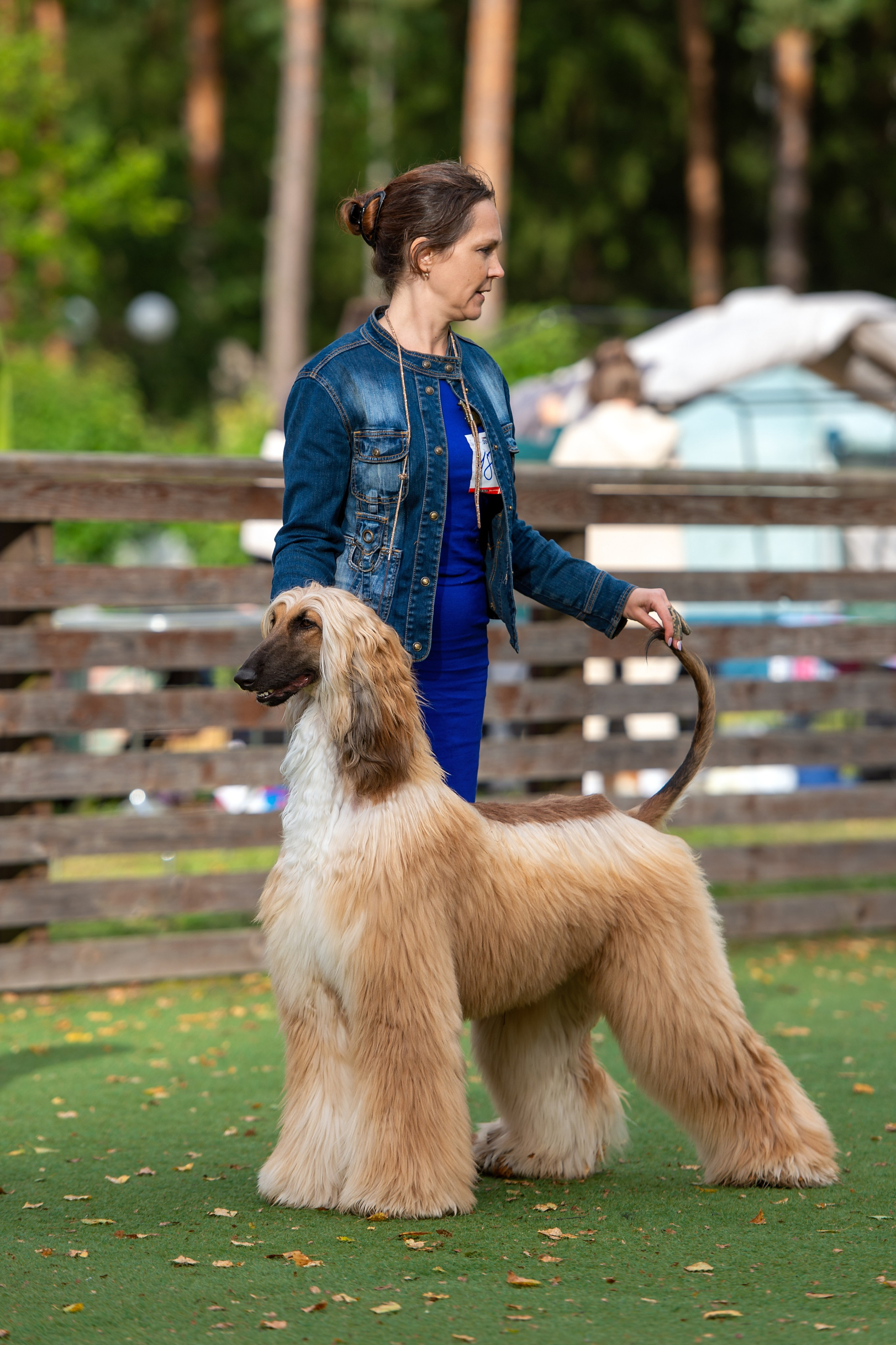24.08.2025 Региональная выставка КОО и Республиканская выставка РКЛС. Галерея фотографий афганской борзой