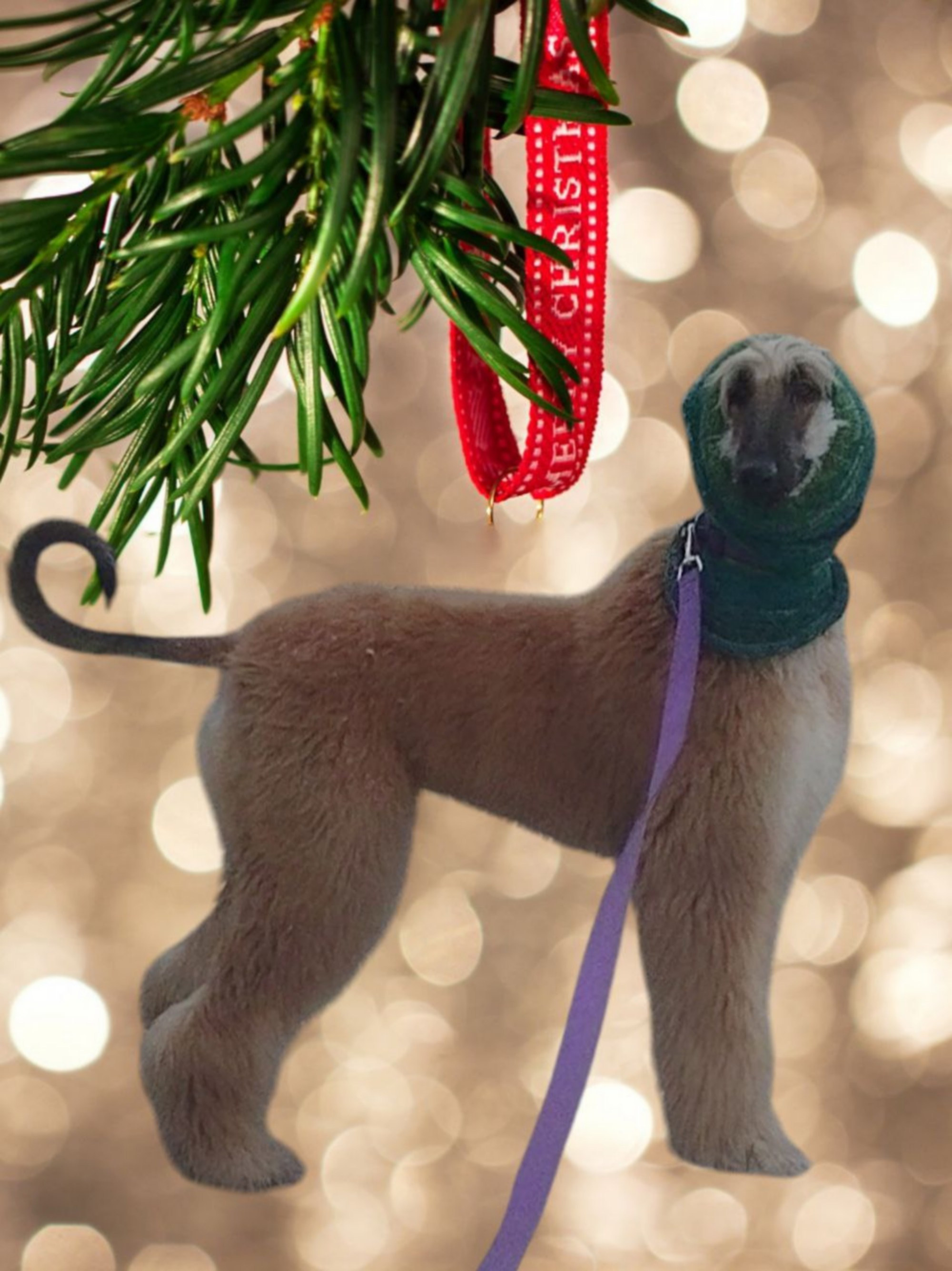 Домашние. Галерея фотографий афганской борзой