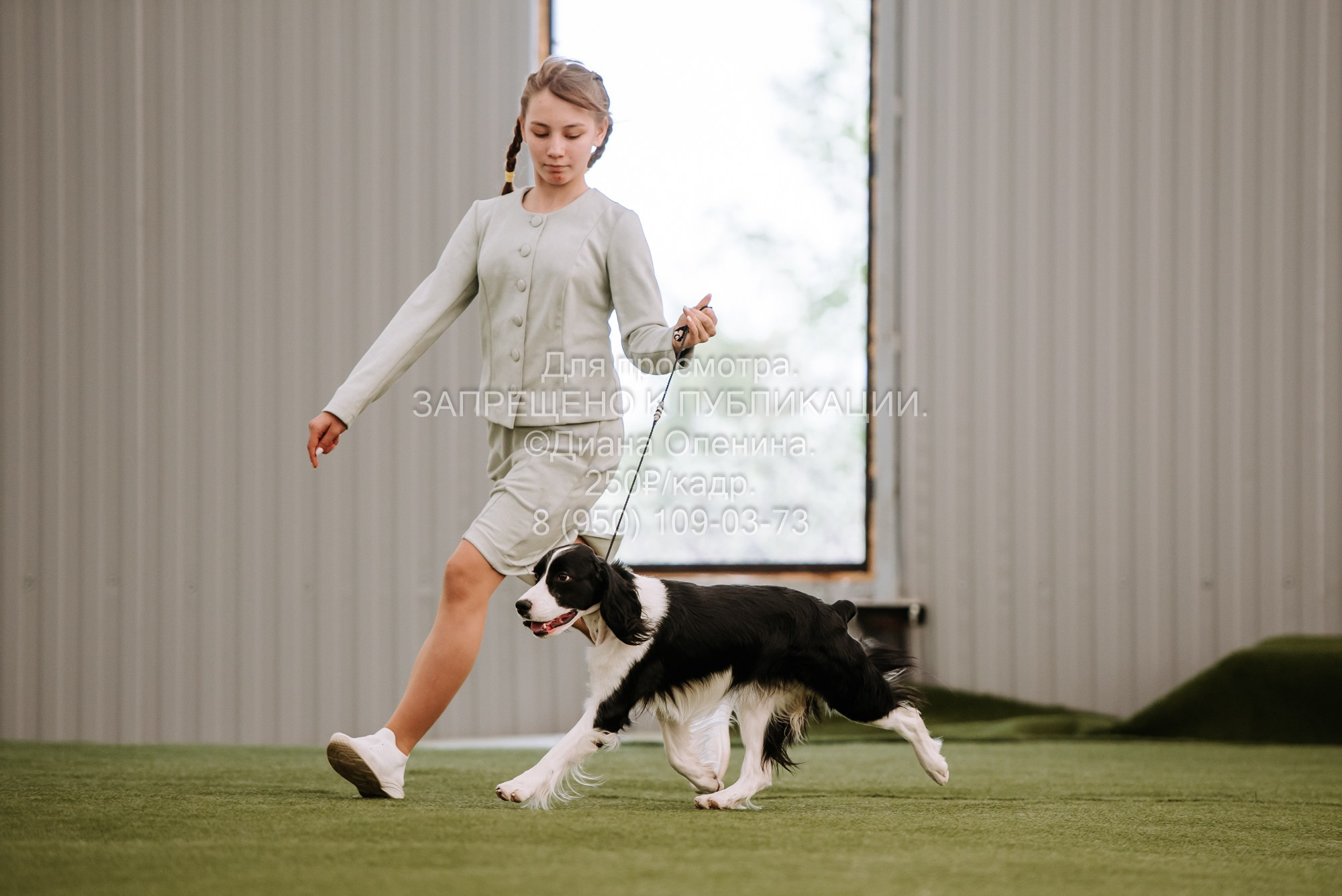 Выставка собак Красноярск 2.06. Фотограф Диана Оленина Красноярск / Братск