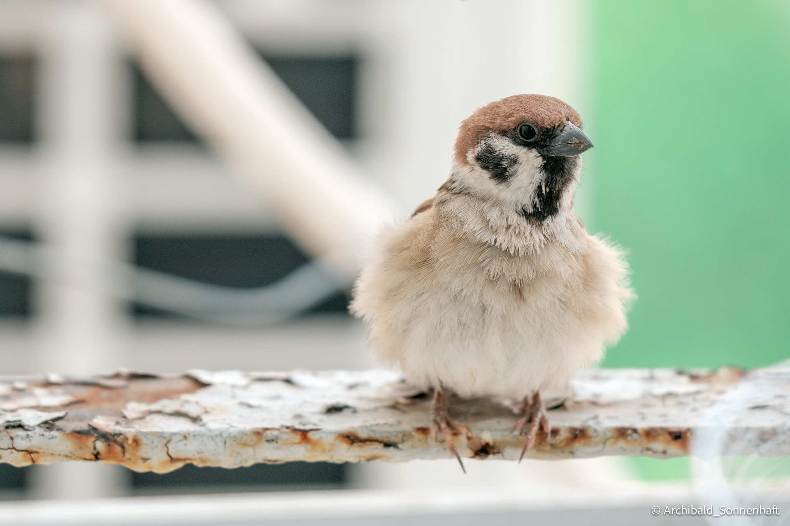 Balcony sparrows. Photographer in Guangzhou, China. Archibald Sonnenhaft