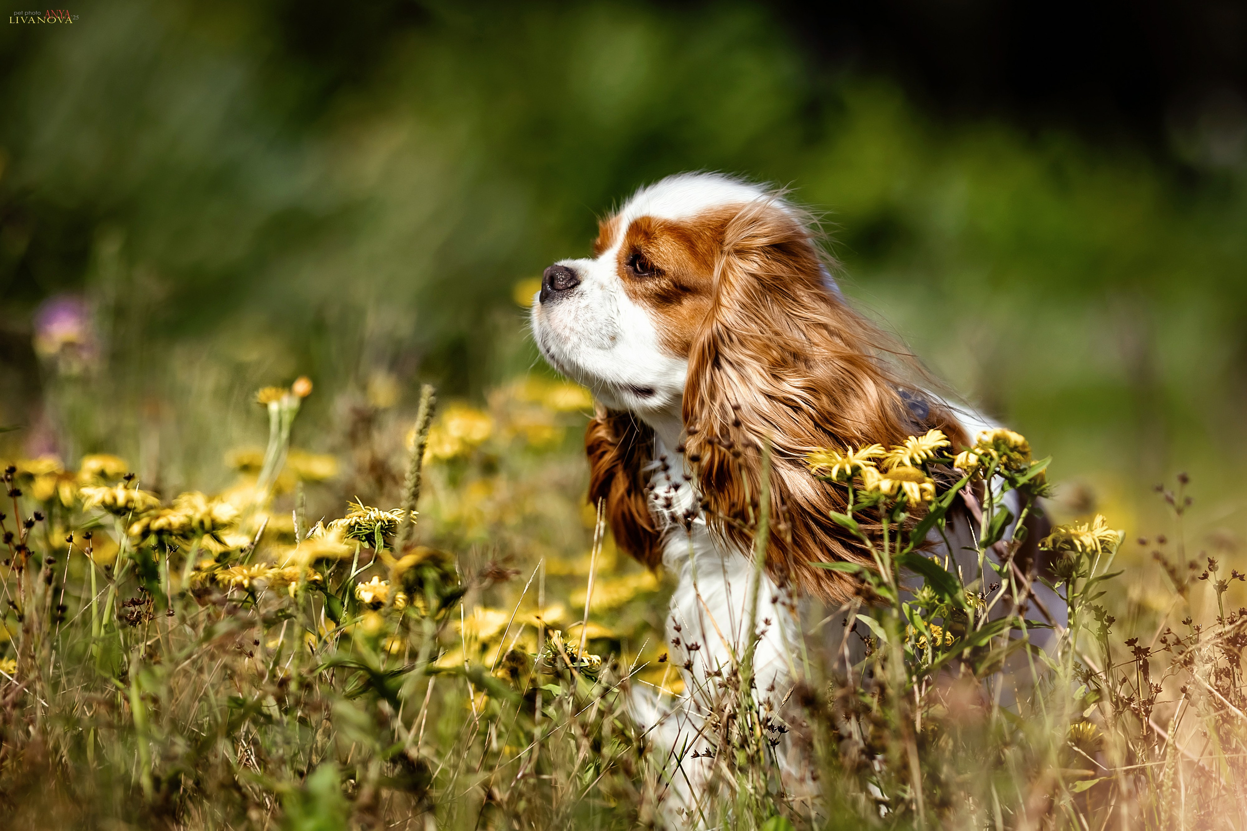 Аня и Миля. Фотограф анималист Аня Ливанова | Рыбинск