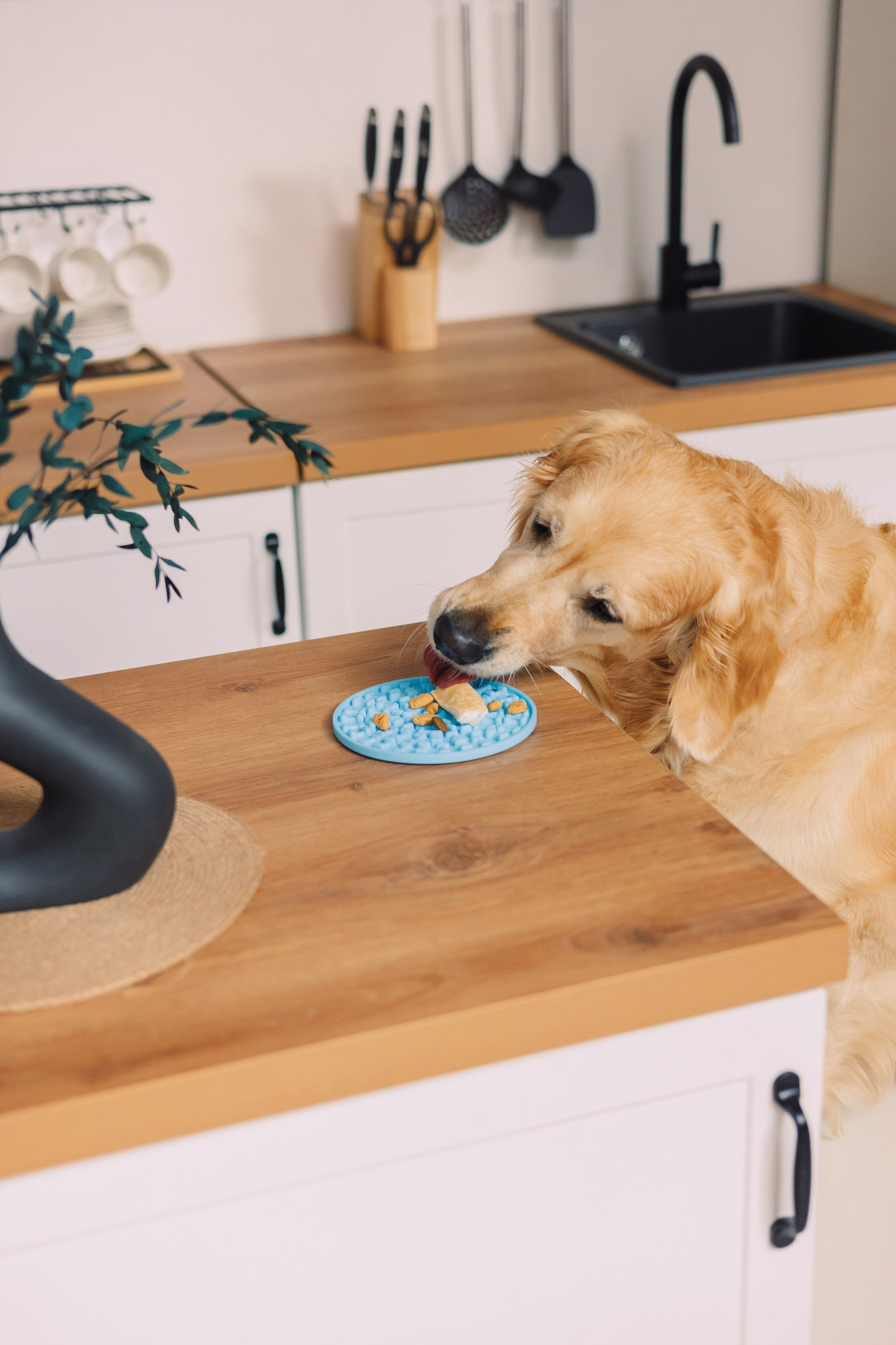 Магазин Friend of mine. Фотограф-анималист Елена Радченко, Москва