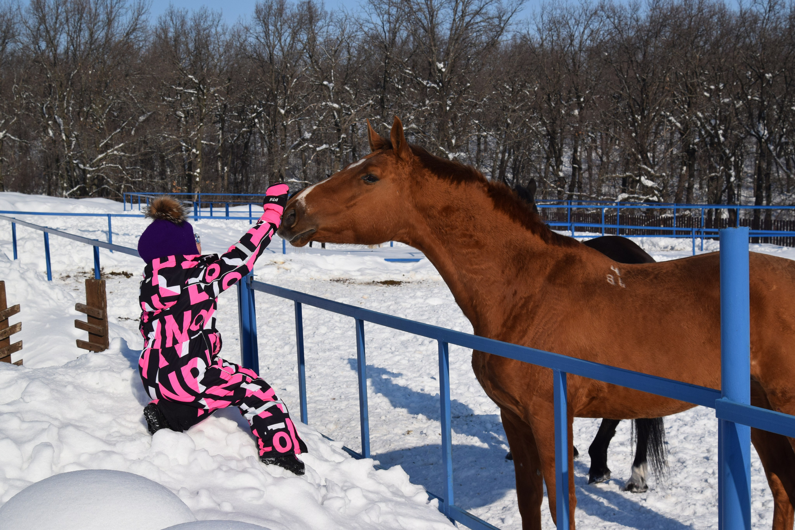Конная прогулка. Конный фотограф в Саратове Юлия Иванова