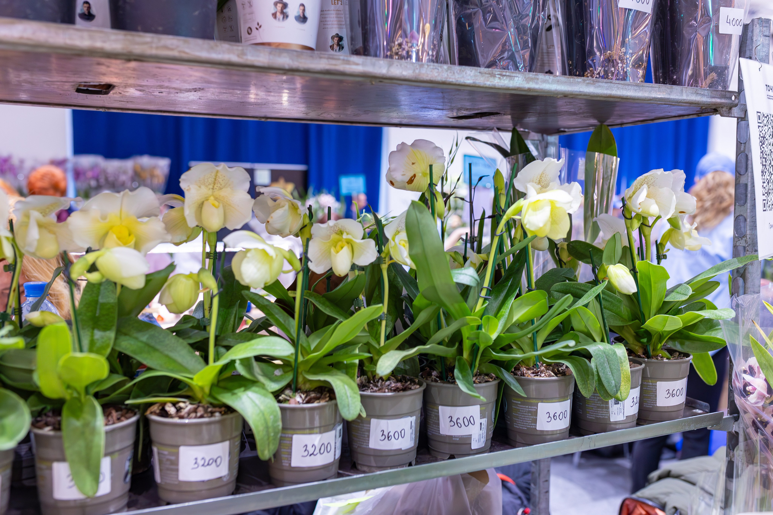 Орхидиум 12.2025. Александра Куликова фотограф, Москва