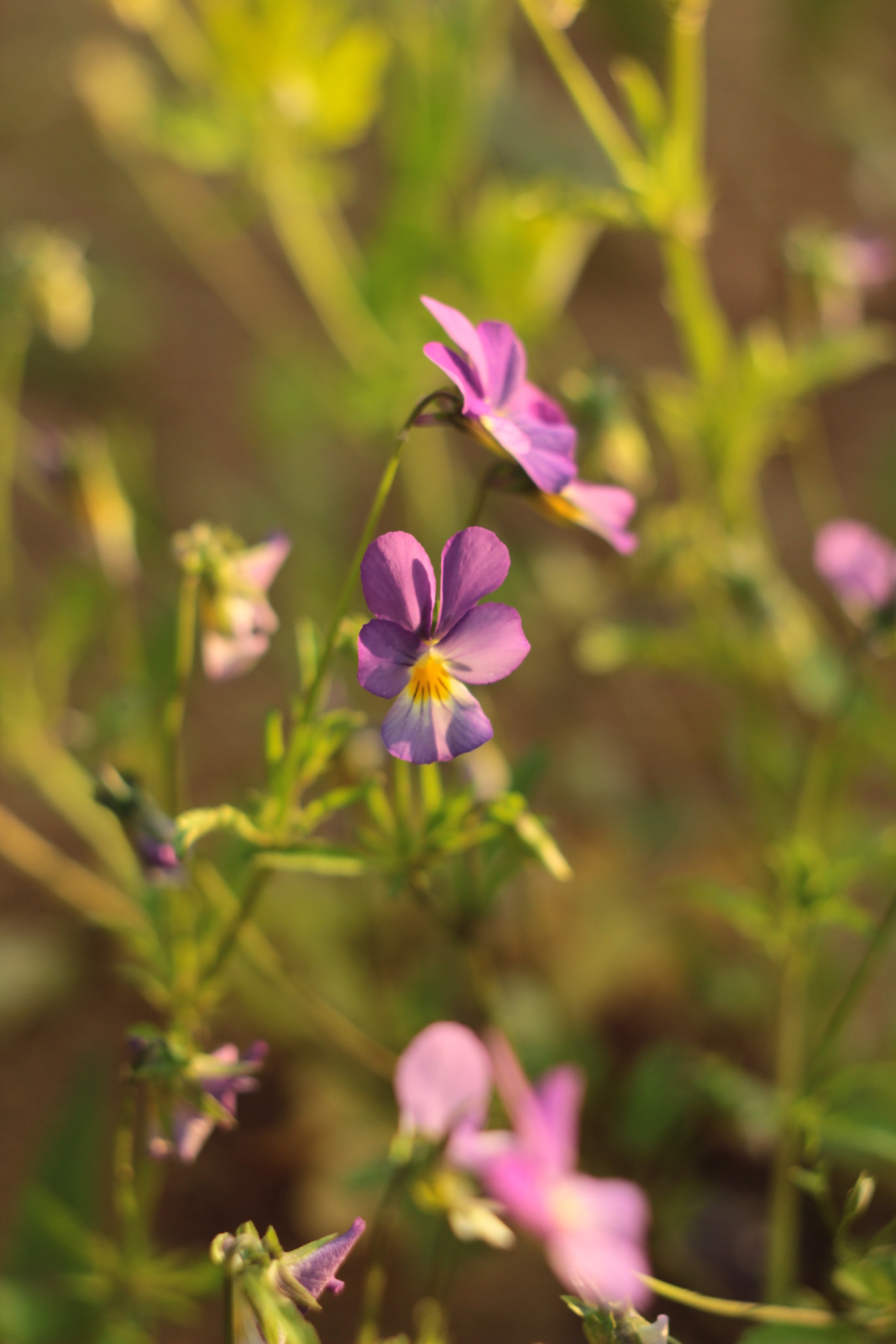 Вне студии. Фотограф Светлана Заплатина