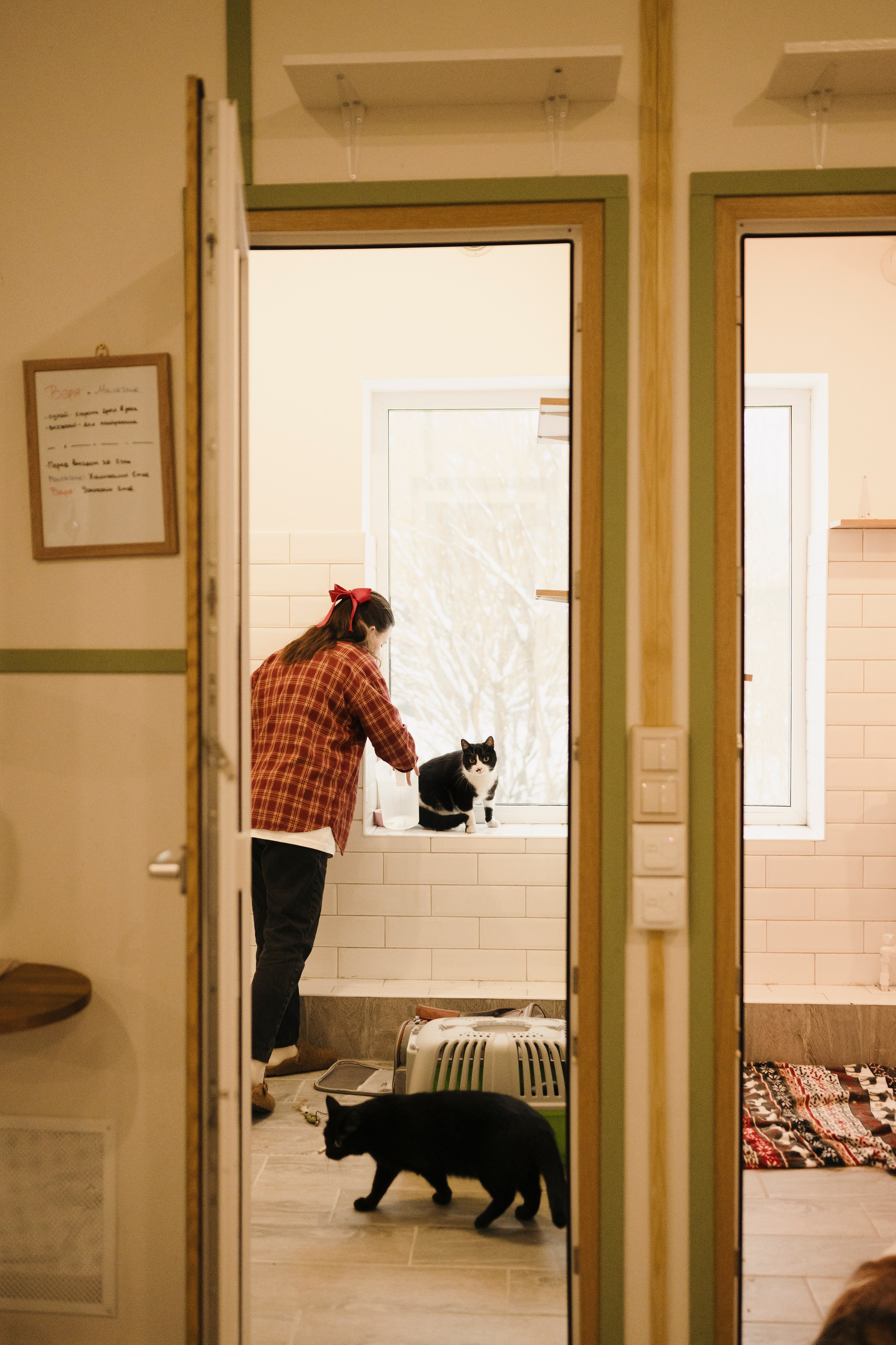 Зоогостиница Мишка. Фотограф- анималист Александра Матвеева