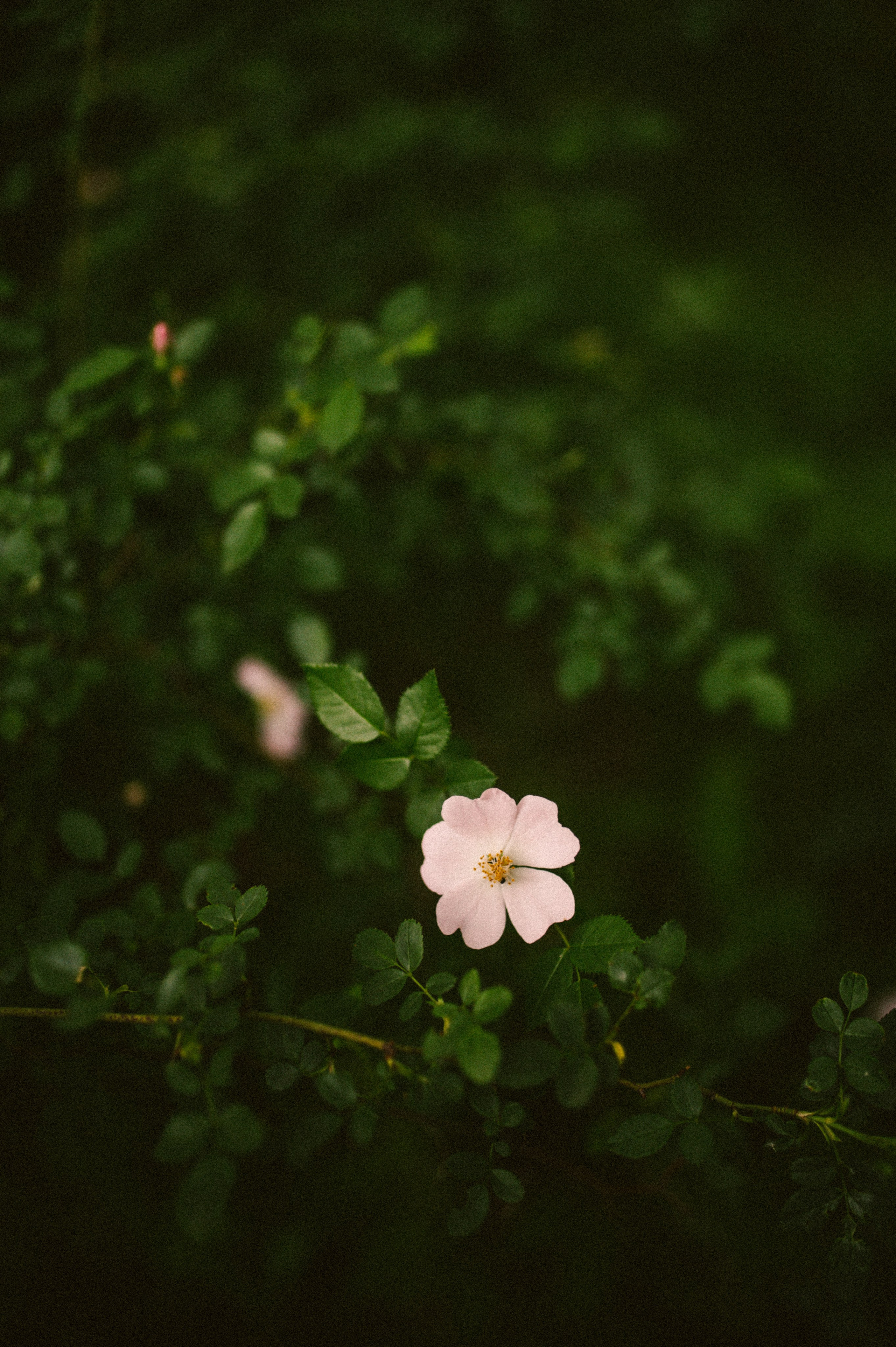 Саид и Алёна Свадебная прогулка 25.05.25. Свадебный и семейный фотограф Волгоград Анастасия Садовникова