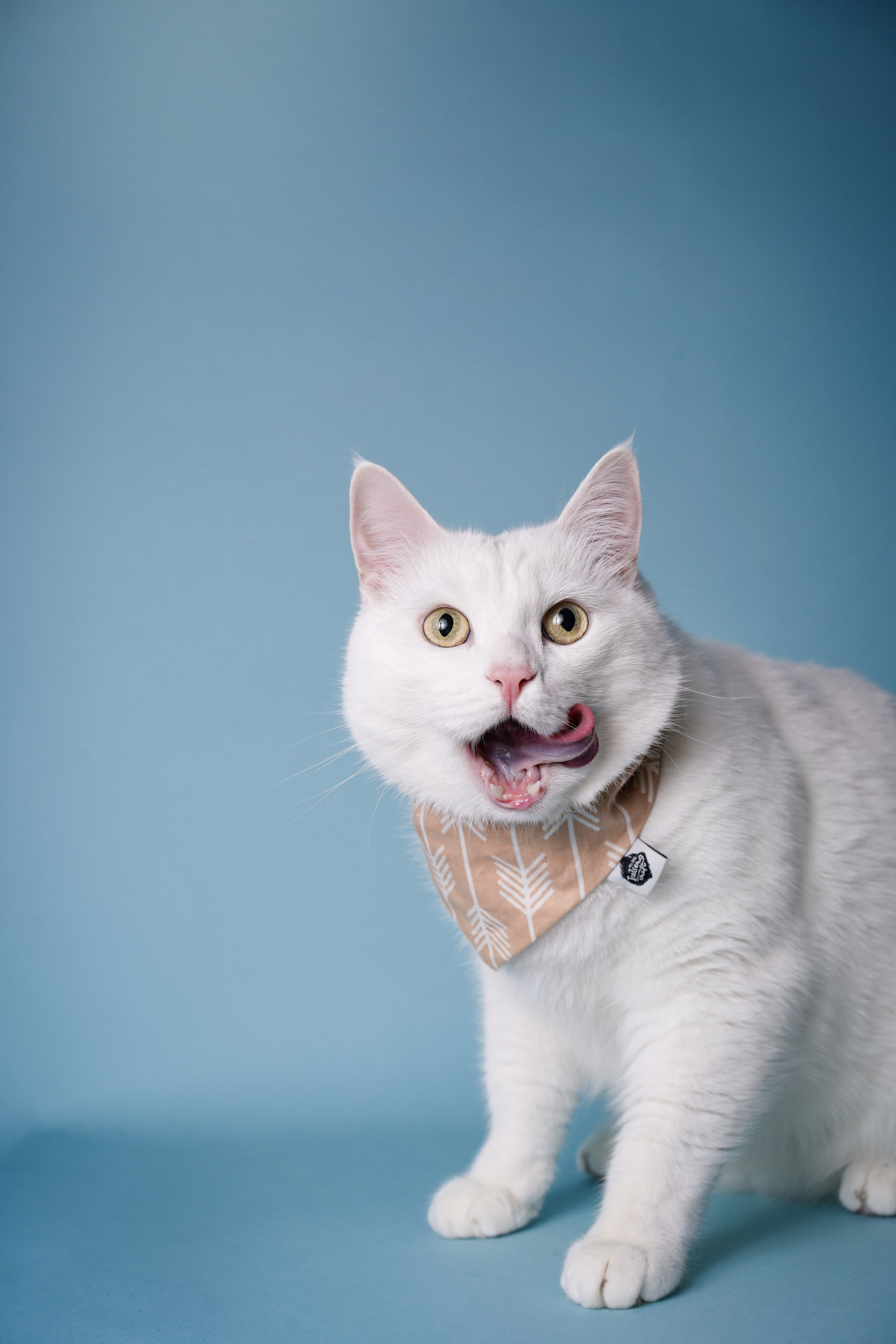 Маффин и Сэм. Фотограф-анималист в Санкт-Петербурге Яна Мартынова