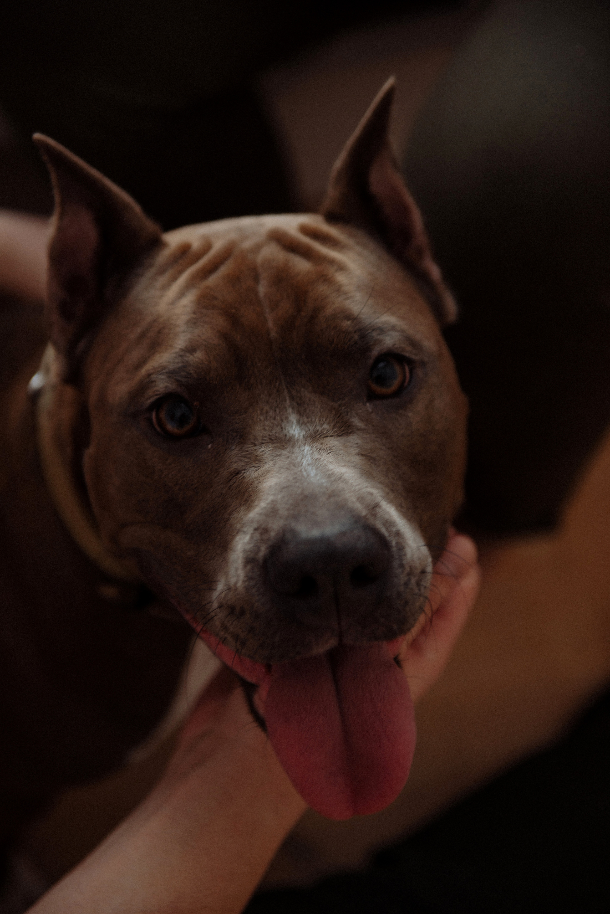 Катя. Свадебный, портретный, фотограф беременности в Нижнем Новгороде Алина Зиновьева