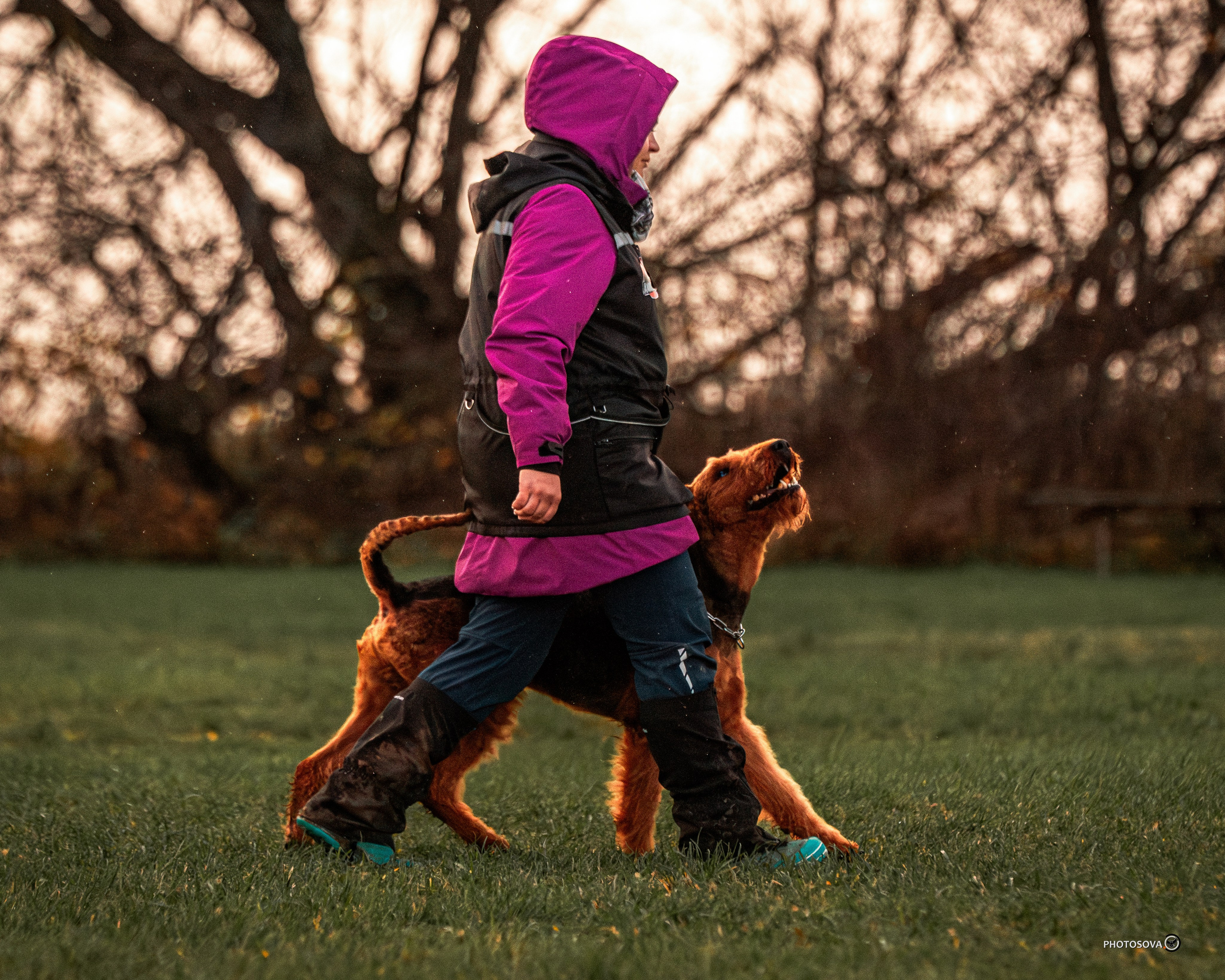 МЫ — КОМАНДА (соревнования) OKD, BH, IBGH, IGP. Фотограф-анималист, семейный фотограф в Москве и Подмосковье. Фотосъёмка кинологических дисциплин