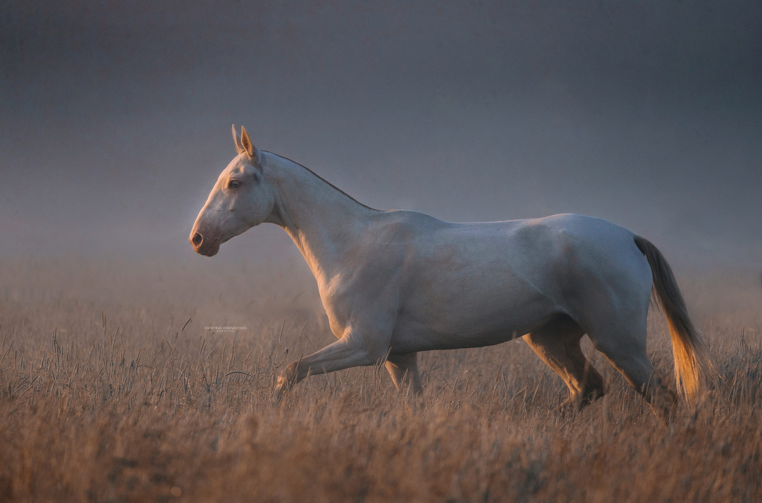 Рассвет. Фотограф-анималист Ксендзова Кристина