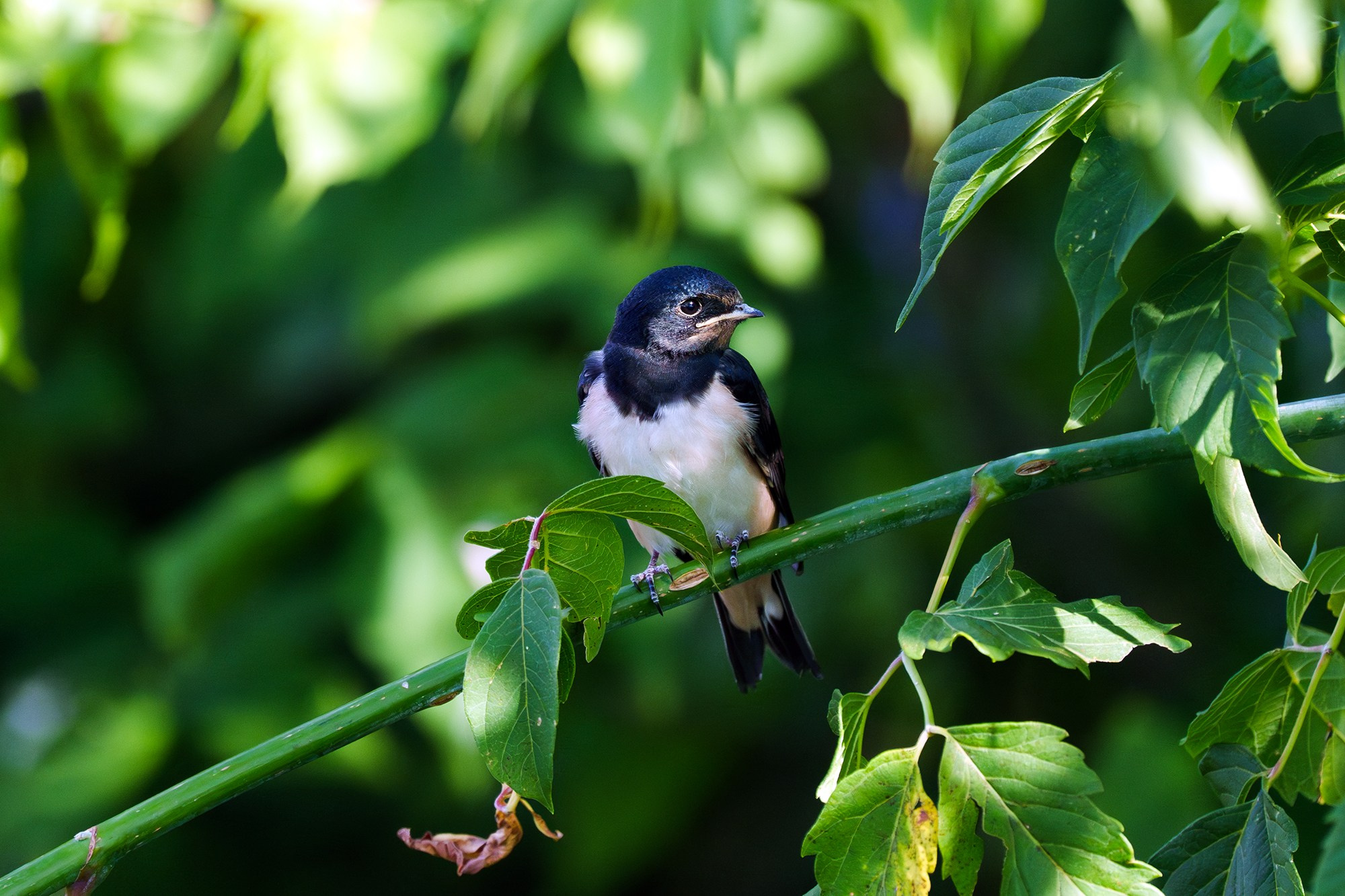 Удивительные мир птиц. Вокруг нас столько прекрасного — присмотритесь!. Ваш личный фотограф Марина Волкова
