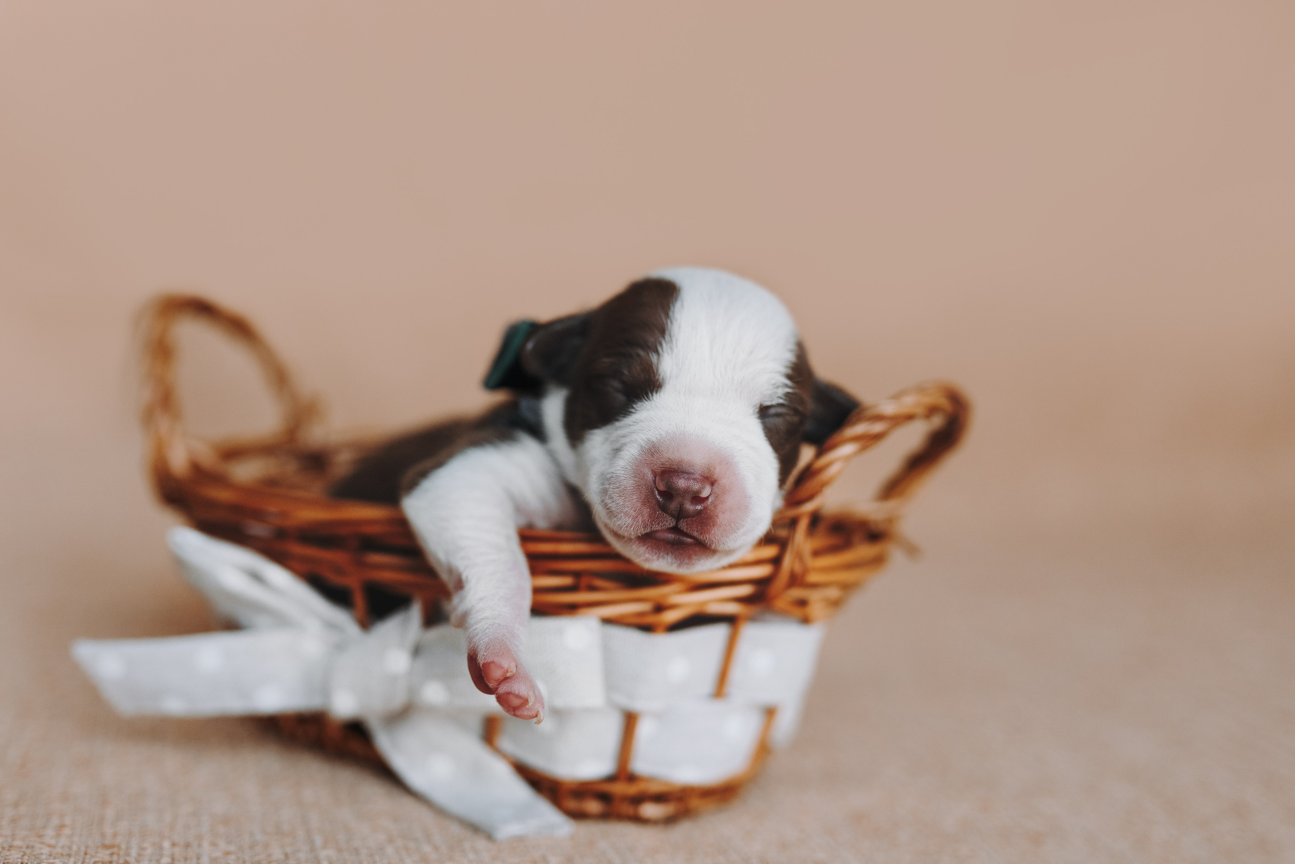 Прайтеры. Фотограф анималист Осипчикова Мария