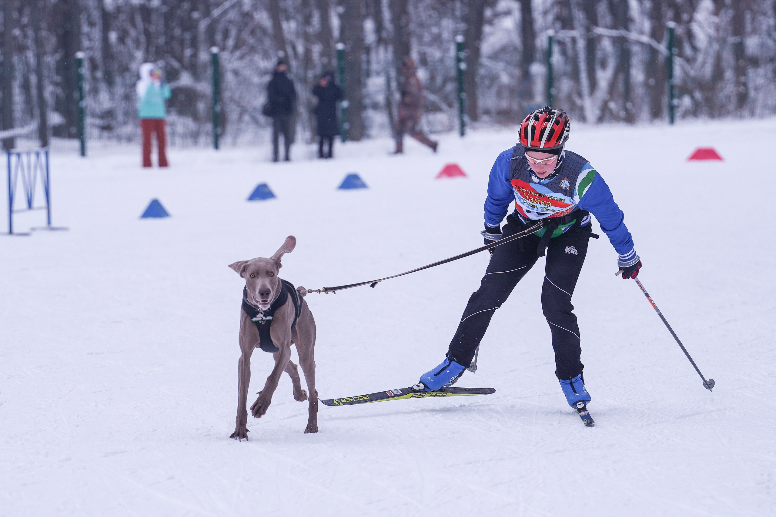 Рождественские гонки на собаках. Т/б «Чайка». Семейный фотограф Владимир Просвиркин. г. Самара