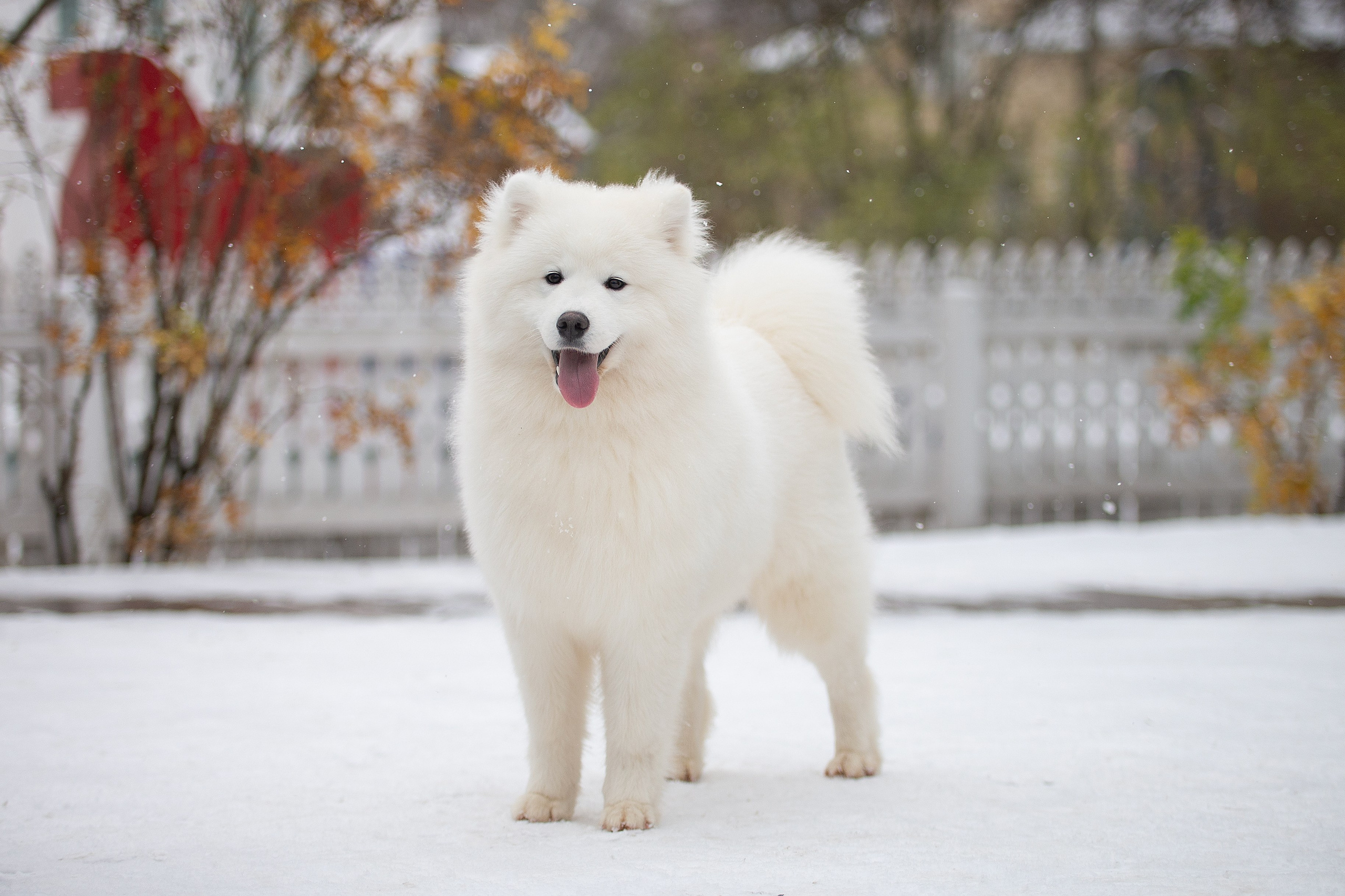 Собаки питомника Версаль. Творческий фотограф Вологда