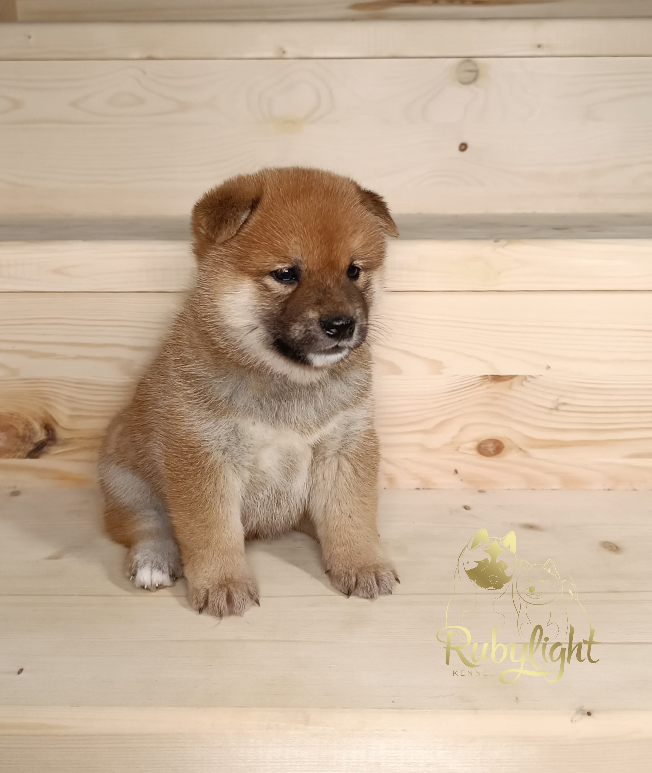 Сиба Rubylight Everest питомник Рубилайт 